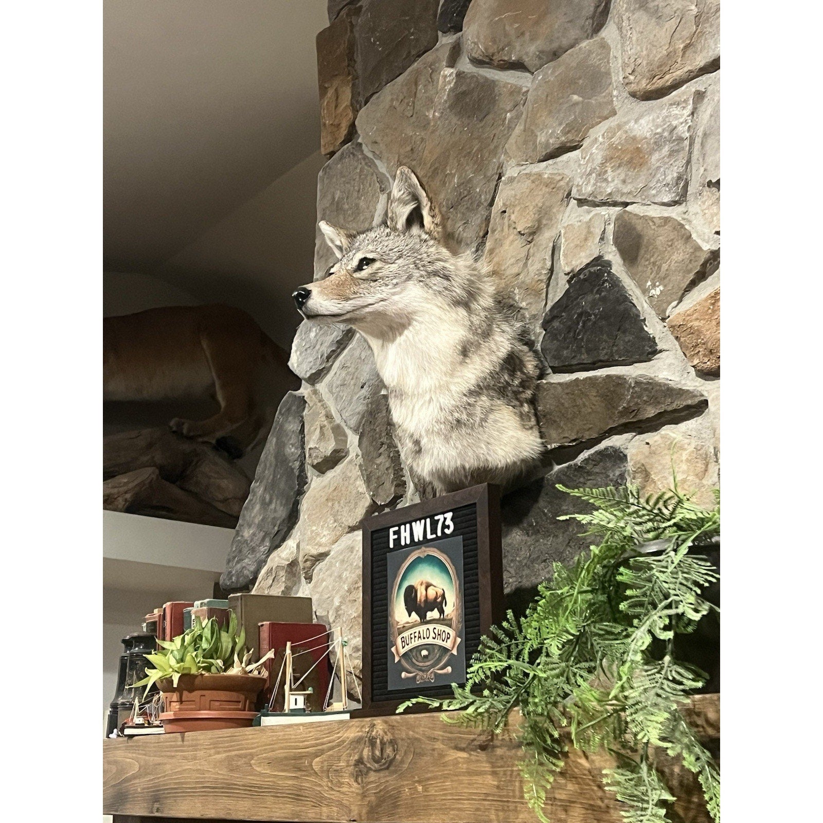 FHWL73 - Coyote Shoulder Museum Quality mount Taxidermy