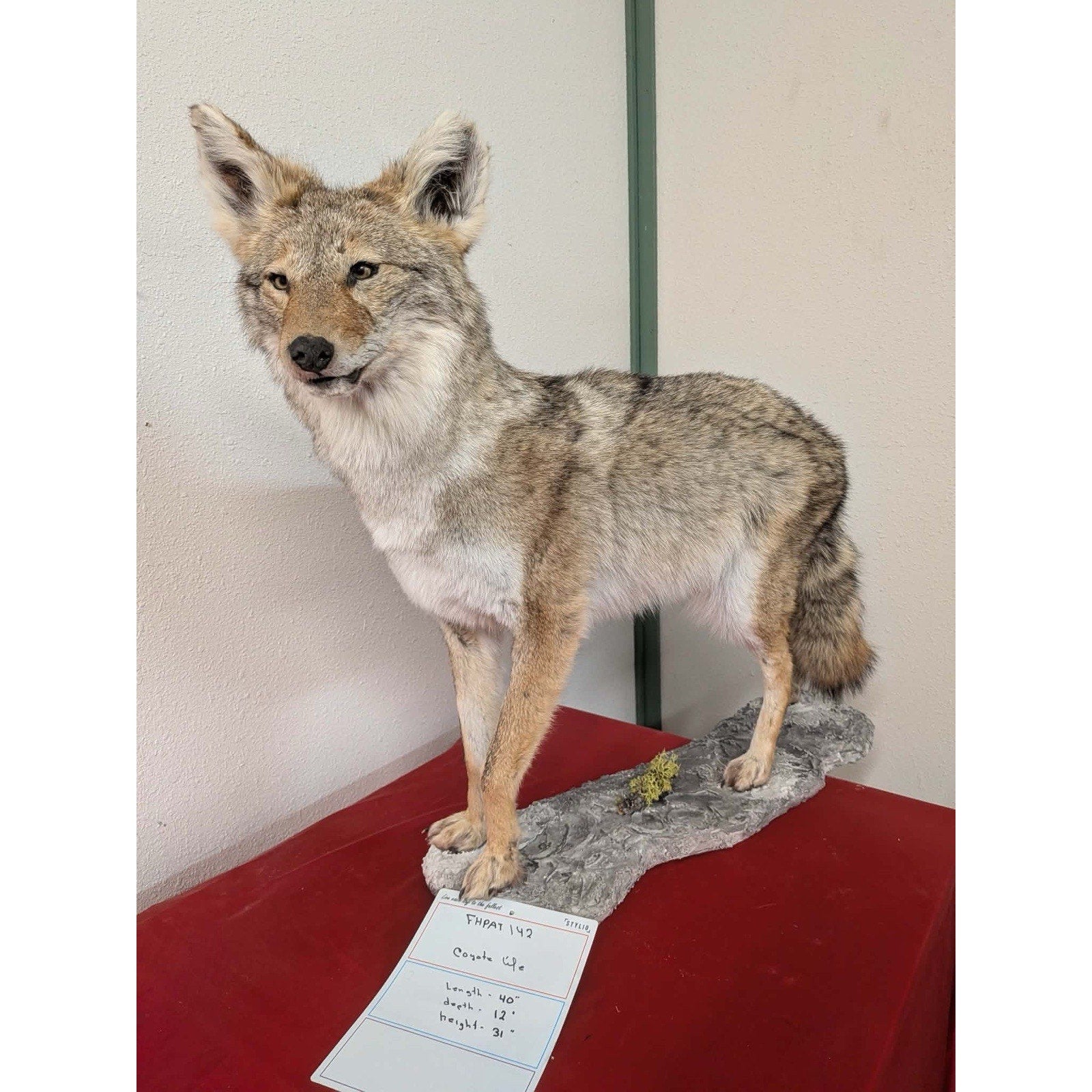 FHPAT142 - Full Body Coyote Taxidermy Life Size