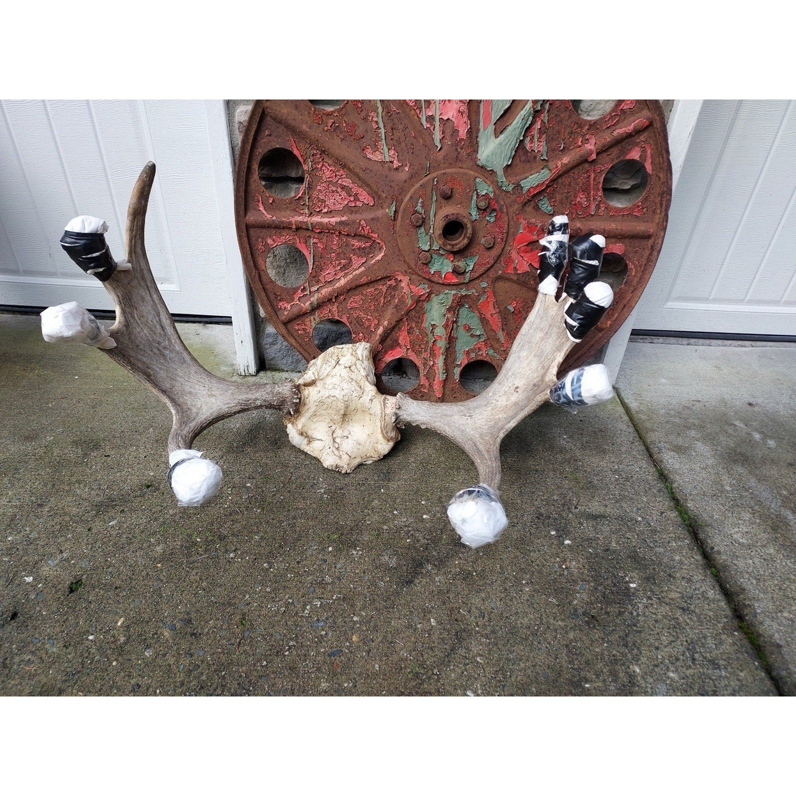 FHHOUSE1- Moose Antler Skulls (read Description)