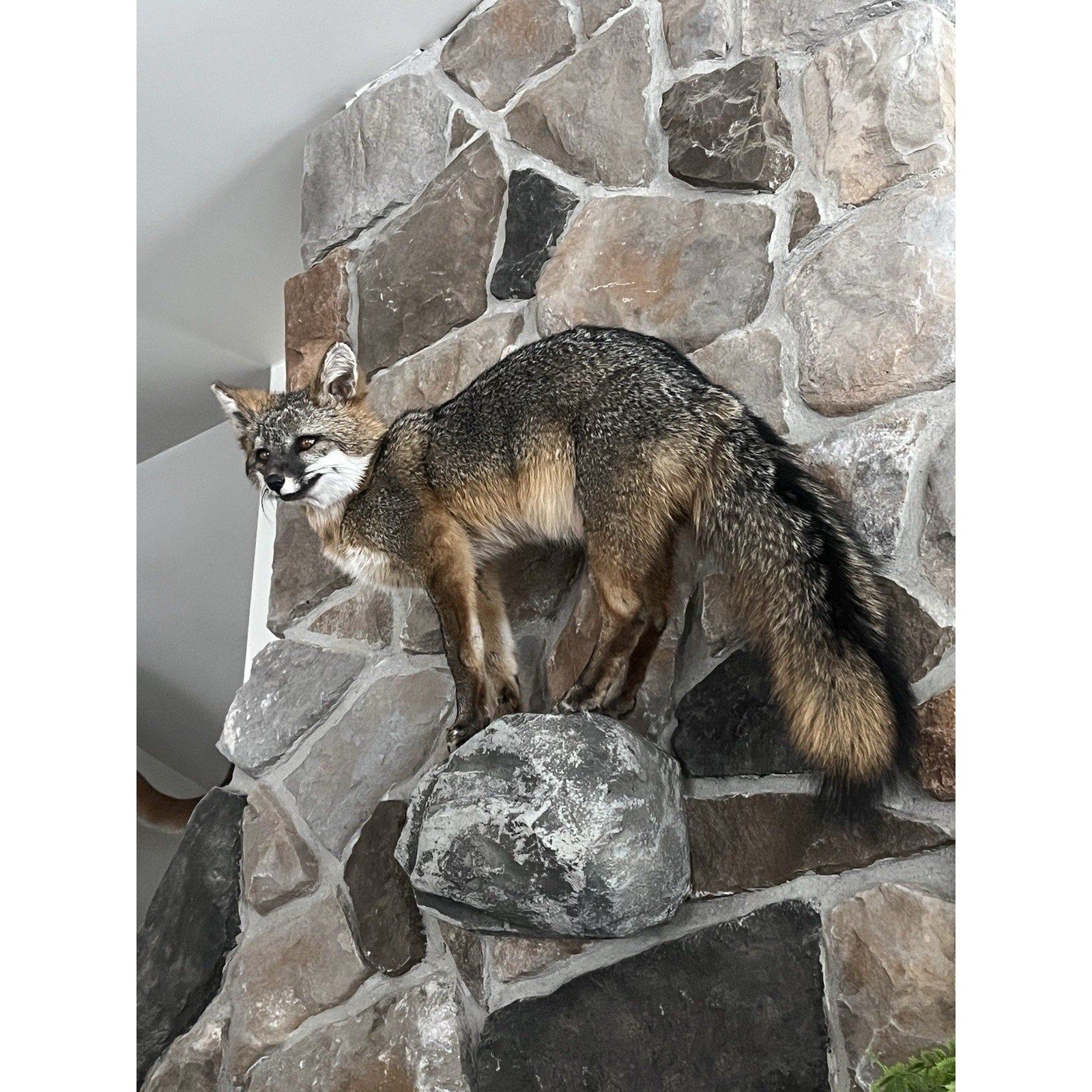 FHWL25 - Grey Fox Taxidermy Full Body Mount Cabin Camp Man Cave
