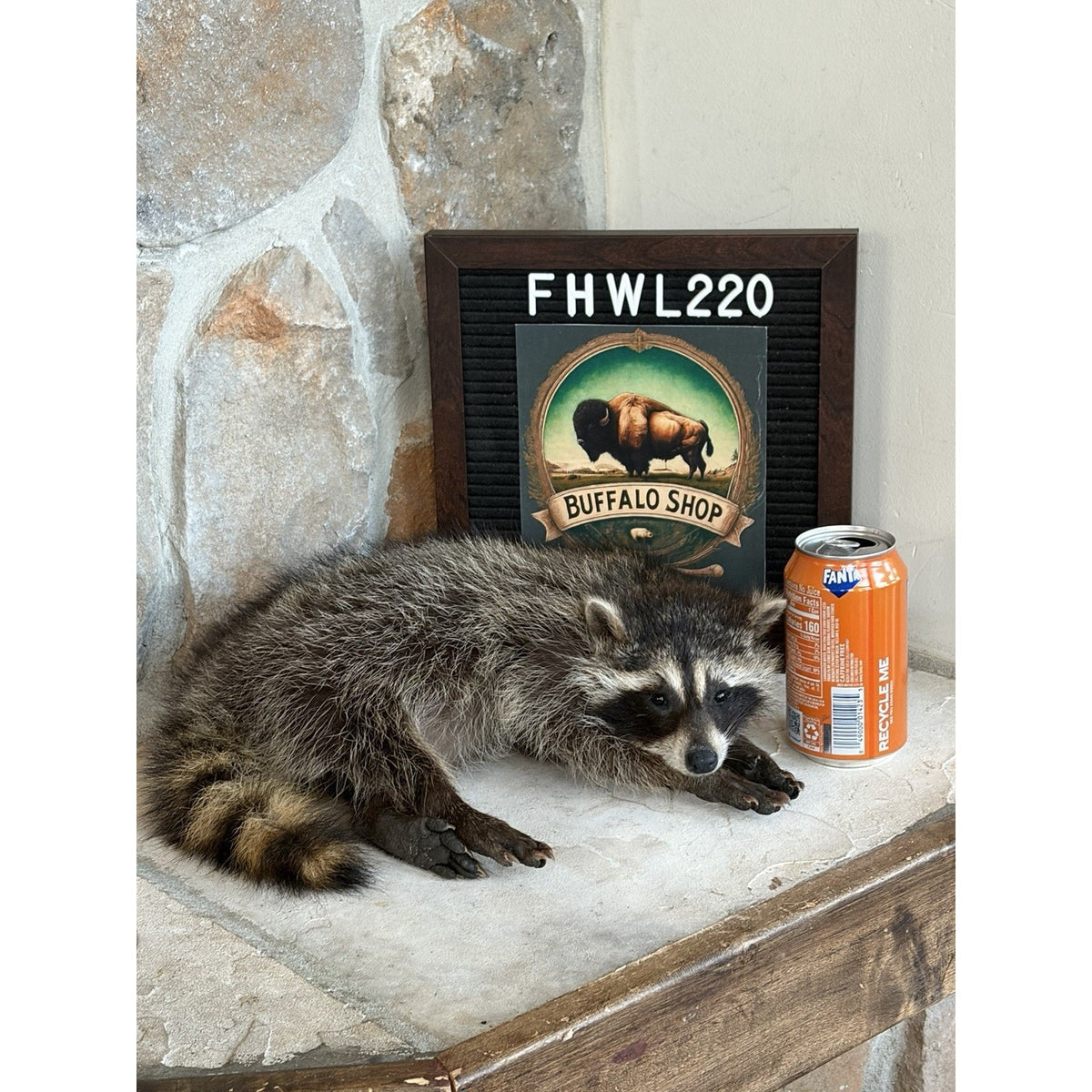 FHWL220 - baby Raccoon Taxidermy Mount
