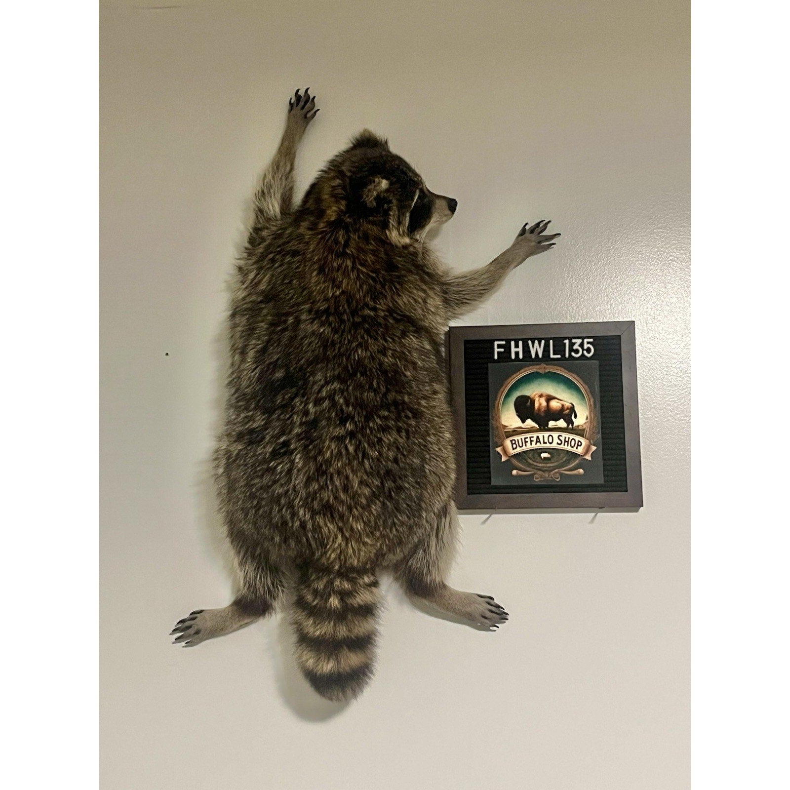 FHWL135 - Fat Raccoon Taxidermy Mount