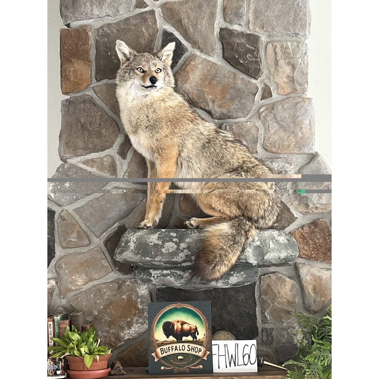 FHWL60 - Coyote Museum Quality Wall mount Taxidermy