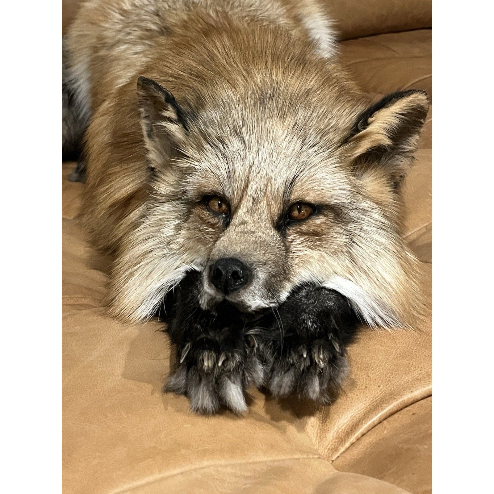 FHWL1 - Red Fox Taxidermy Full Body Mount