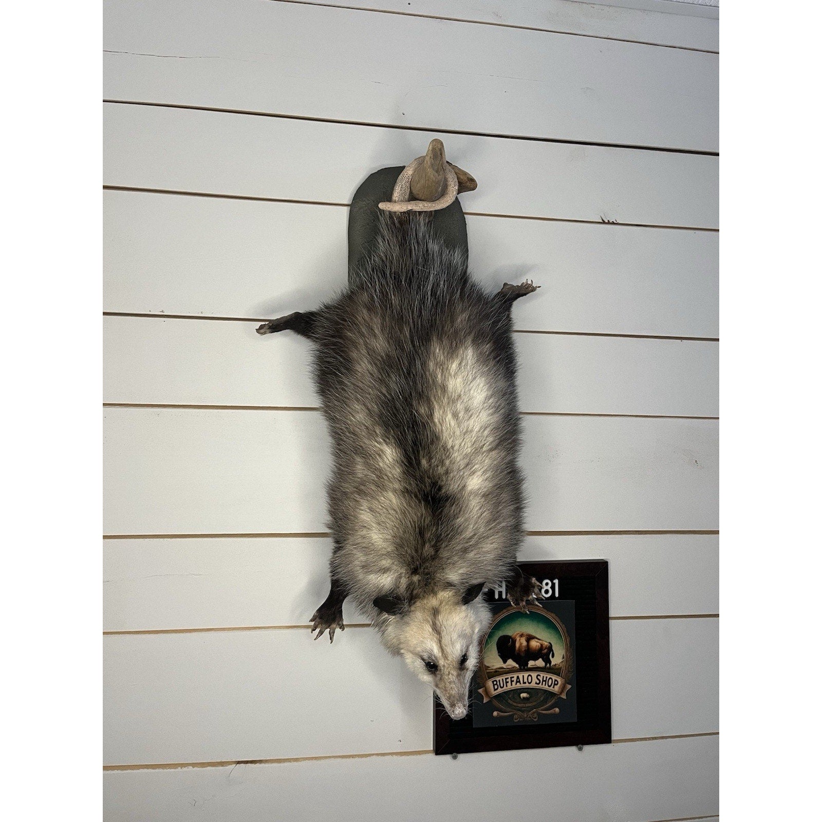 FHWL81 - Fat Opossum Hanging Taxidermy Full Body Mount