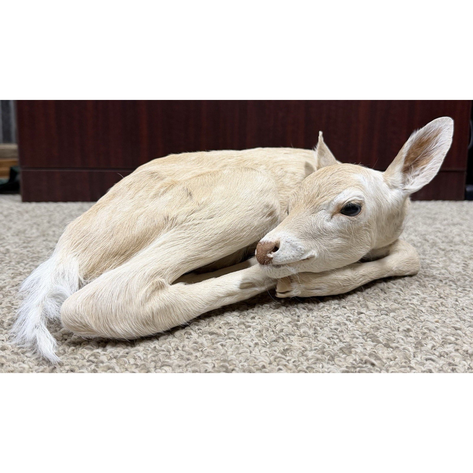 FHJOEFZ1-Leucistic fawn Taxidermy Mount Baby Deer
