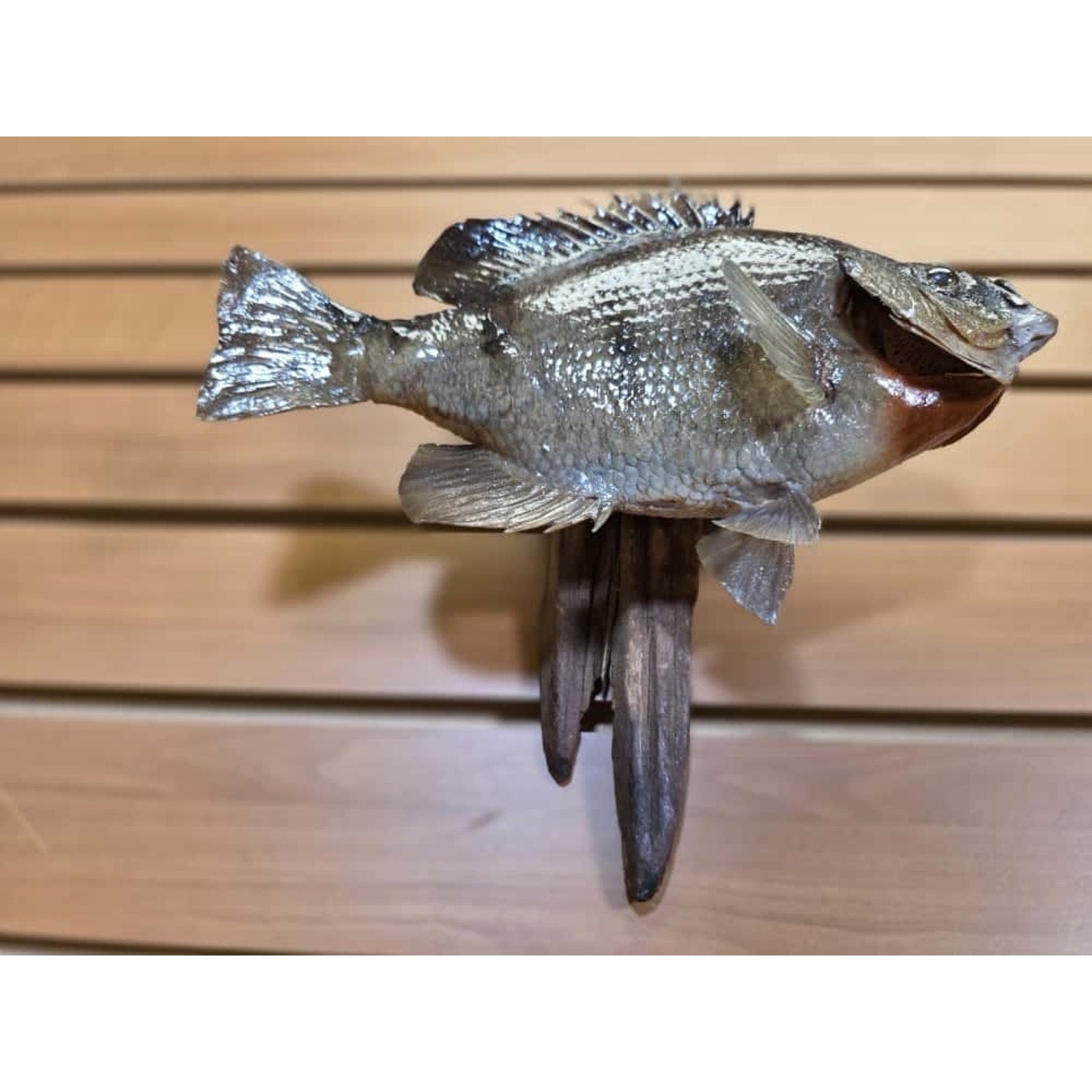 JTV208 - bluegill 10 1/2" Real Skin Fish Taxidermy