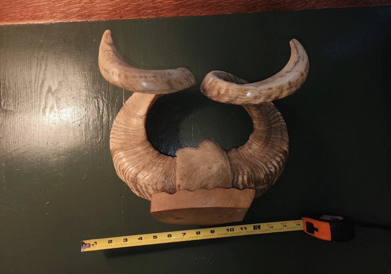 FH523 - Pair of authentic NATURAL RAMS HORNS MOUNTED.