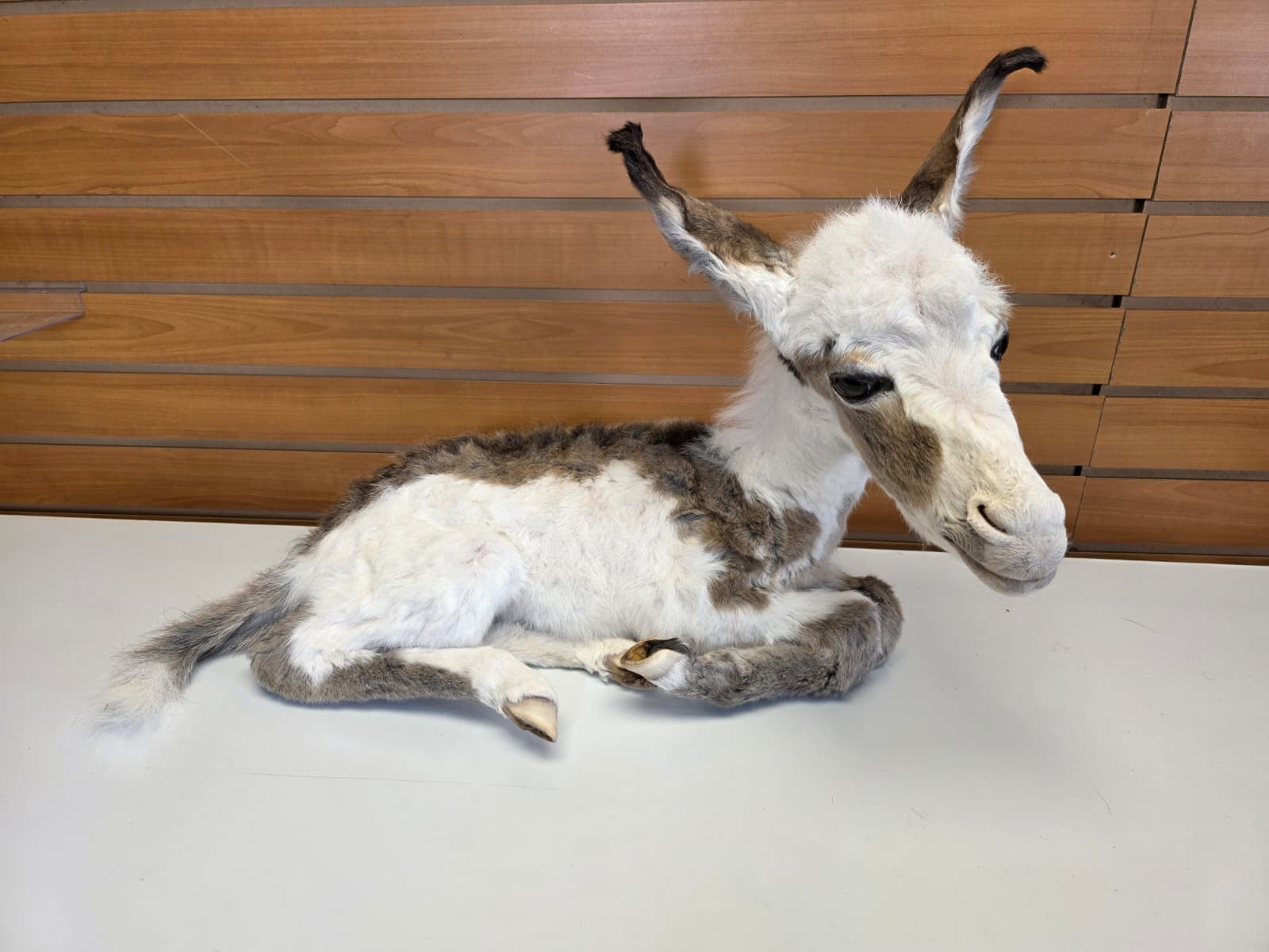 FHDM1 - Rare Real Baby Donkey Taxidermy