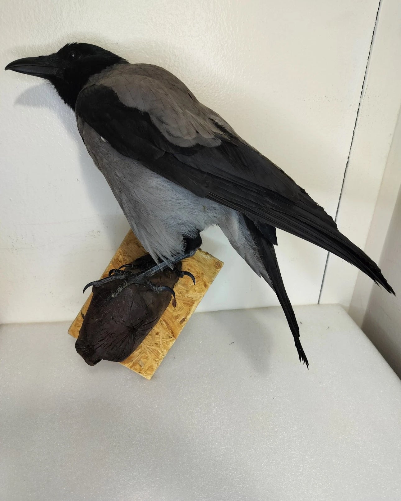 FHBIRD524- Hooded Crow taxidermy mount