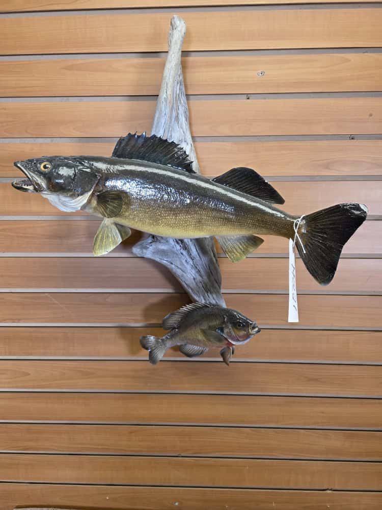 FHMQ21 - Real Skin 21” Walleye Fish Taxidermy Wall Mount
