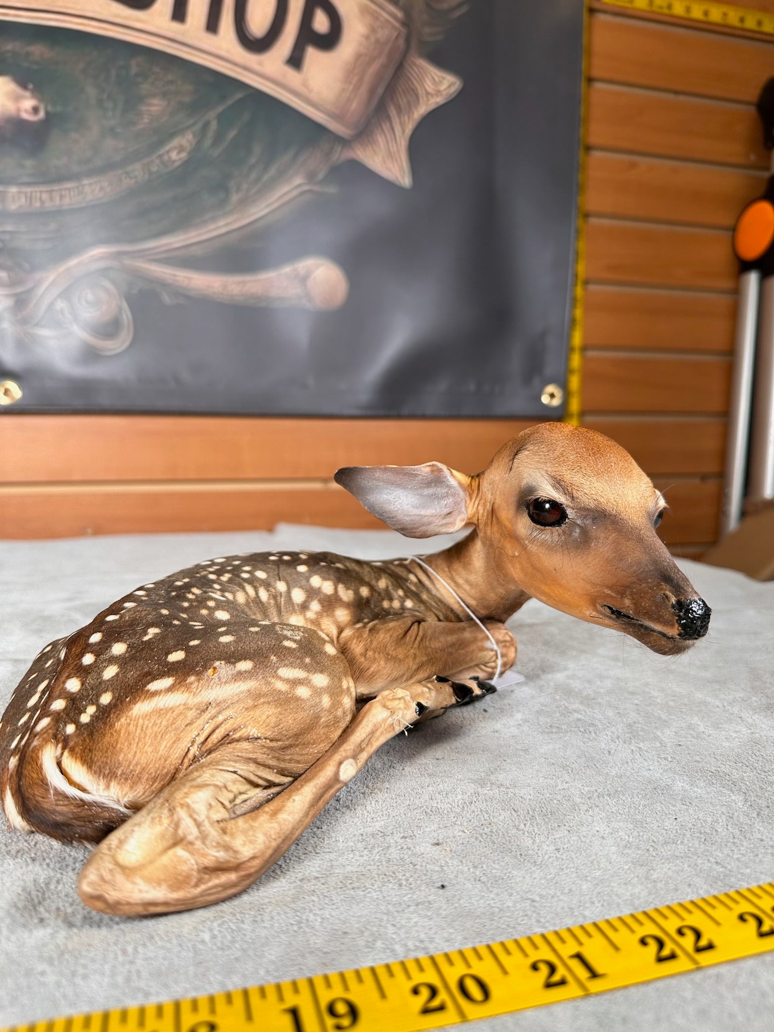 FHDEER6- Baby Deer Fawn tiny taxidermy mount
