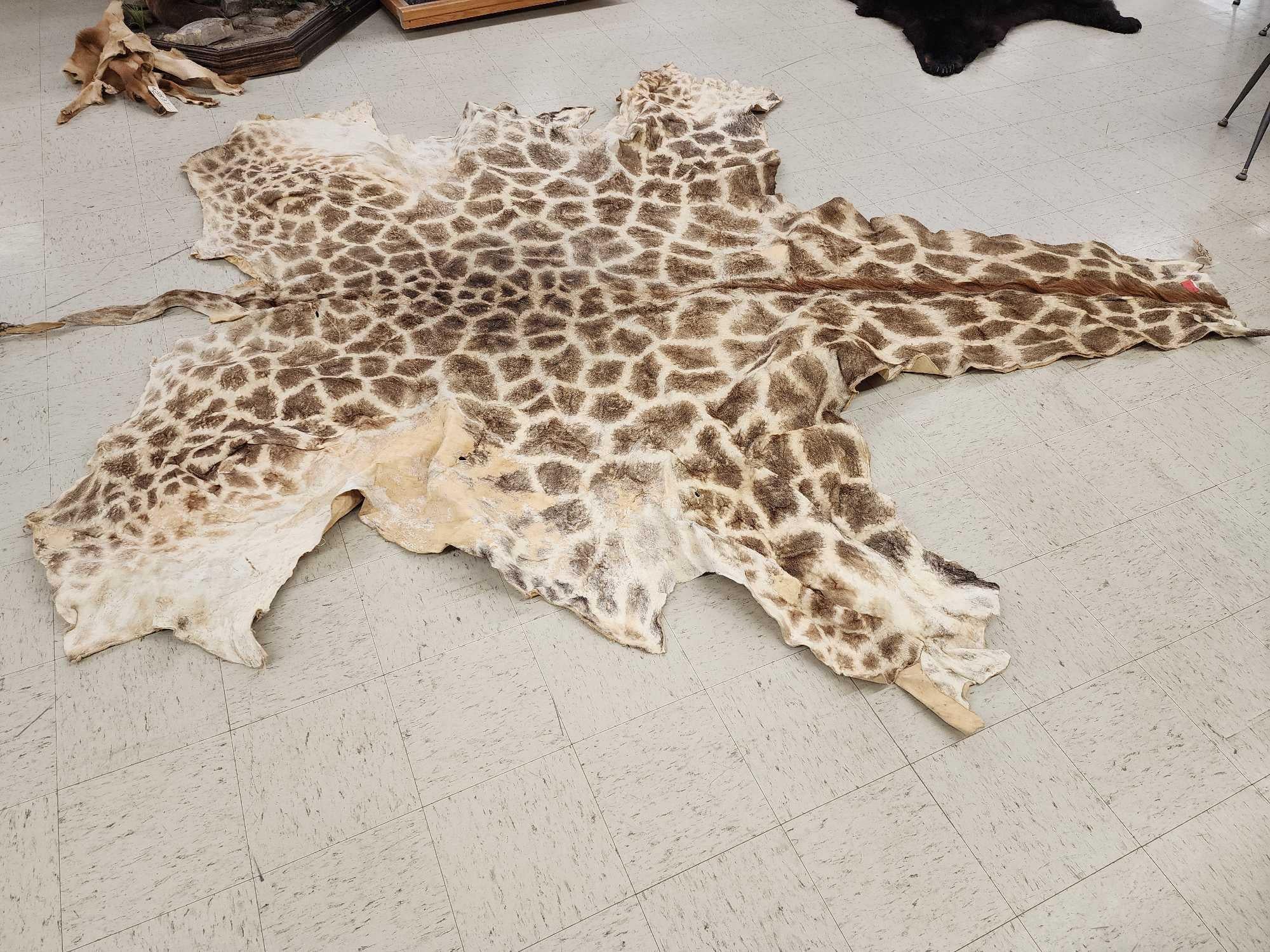 FHGIRAF1- Big Giraffe Tanned Skin Taxidermy