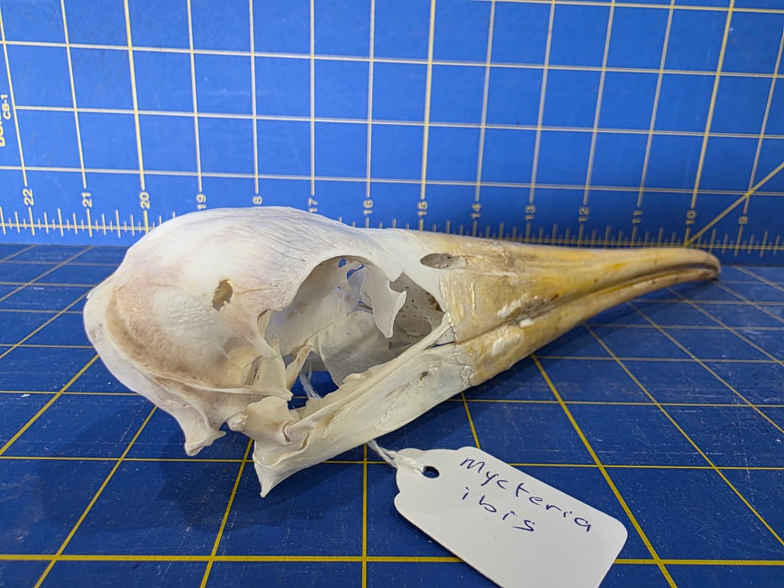 JTV202 - Real Yellow-billed stork Bird Skull Taxidermy