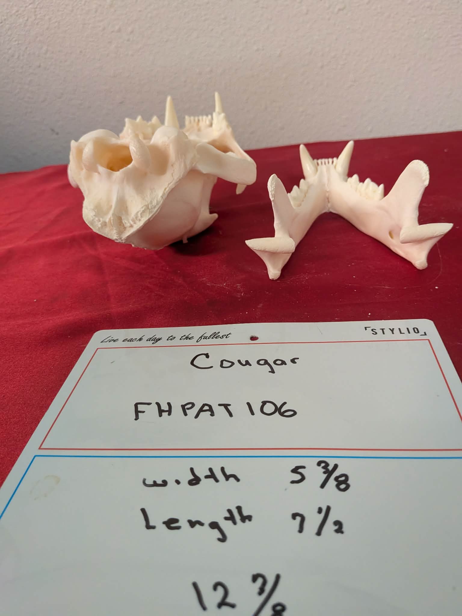 FHPAT106 -professionally cleaned cougar skull