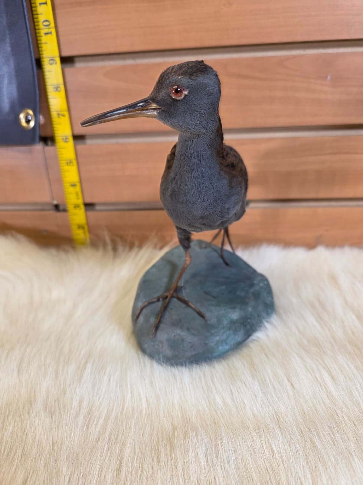 JF3 - Water Rail taxidermy bird mount