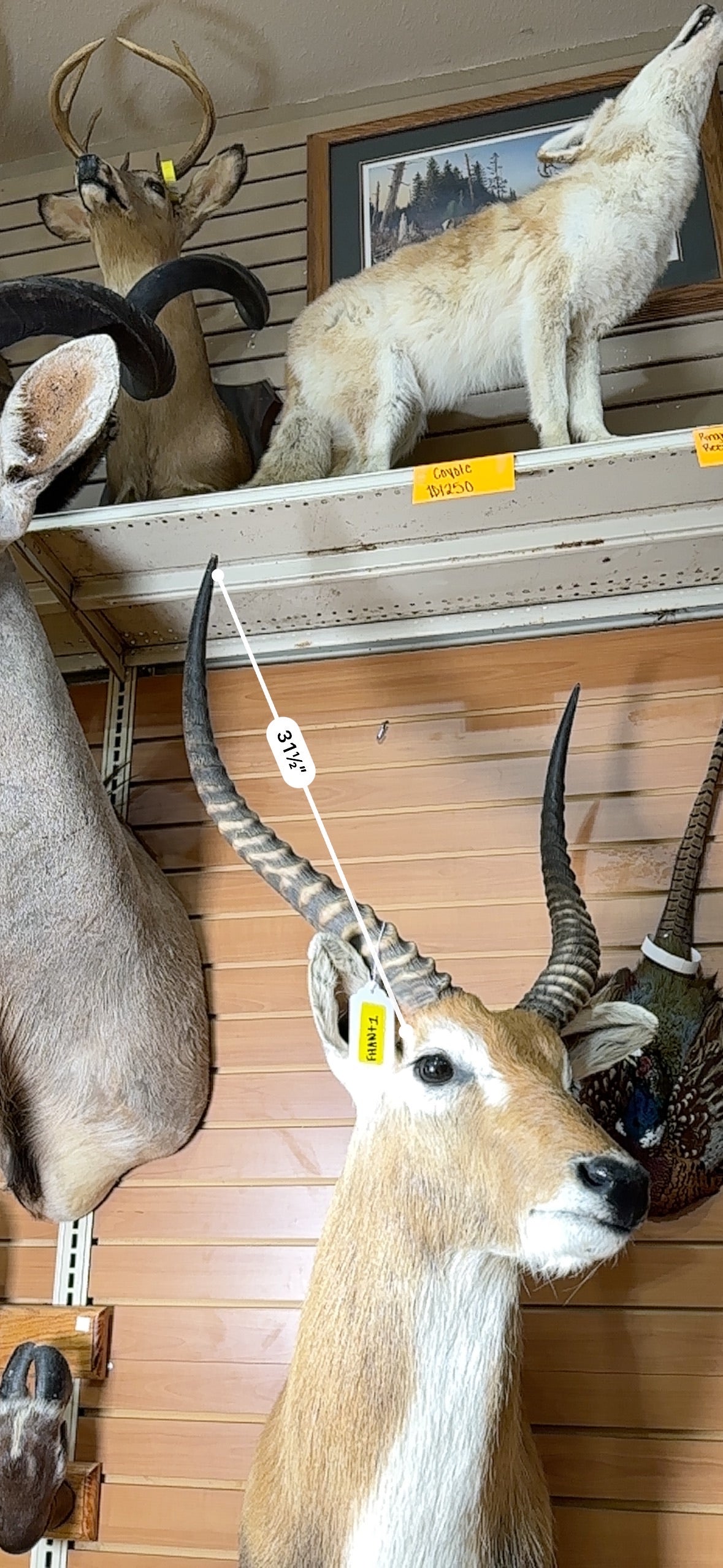 FHANT1 - Lichwe taxidermy wall mount.