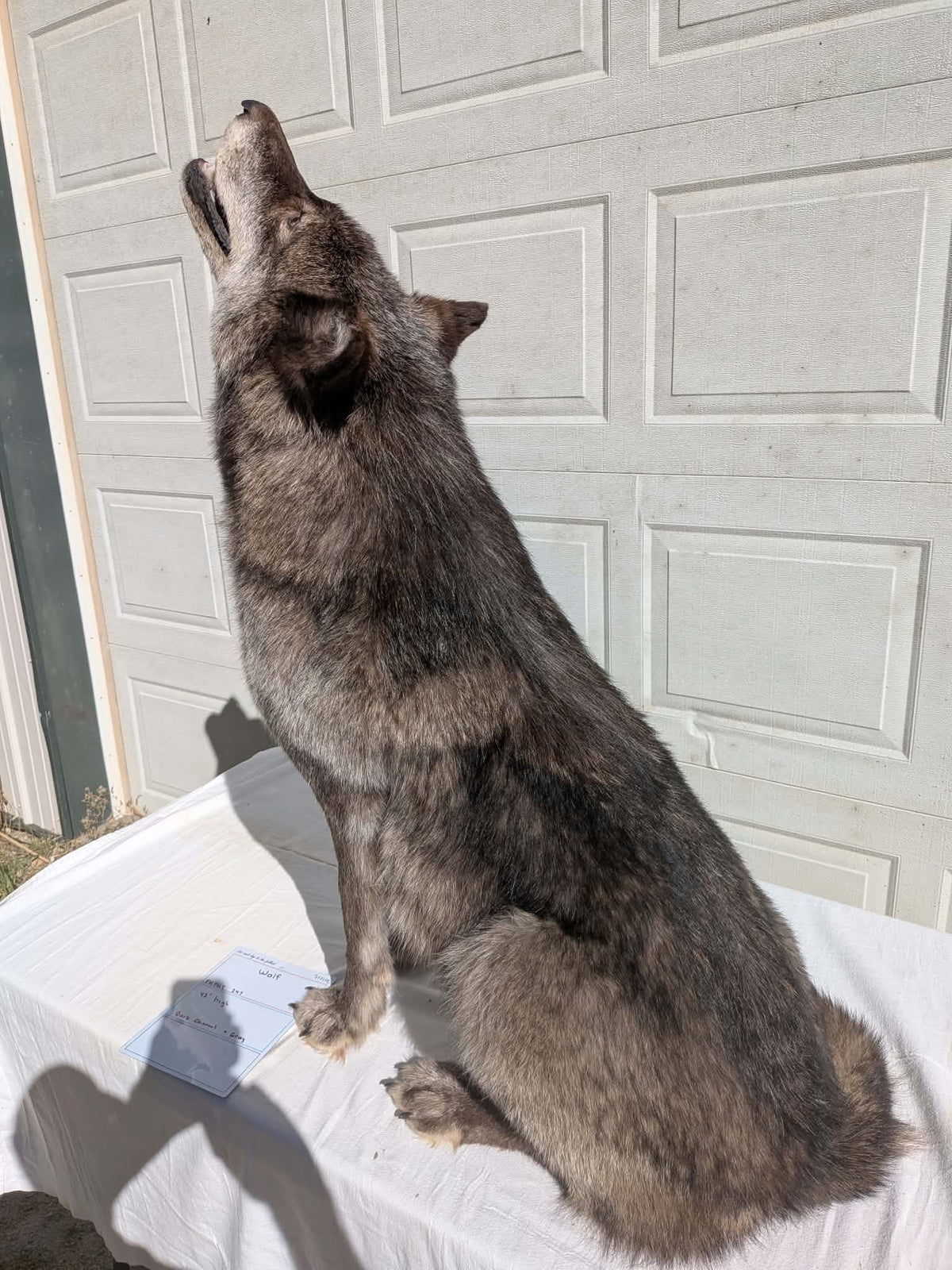 FHPAT247- Beautiful Alaskan Wolf Lifesize Taxidermy Mount