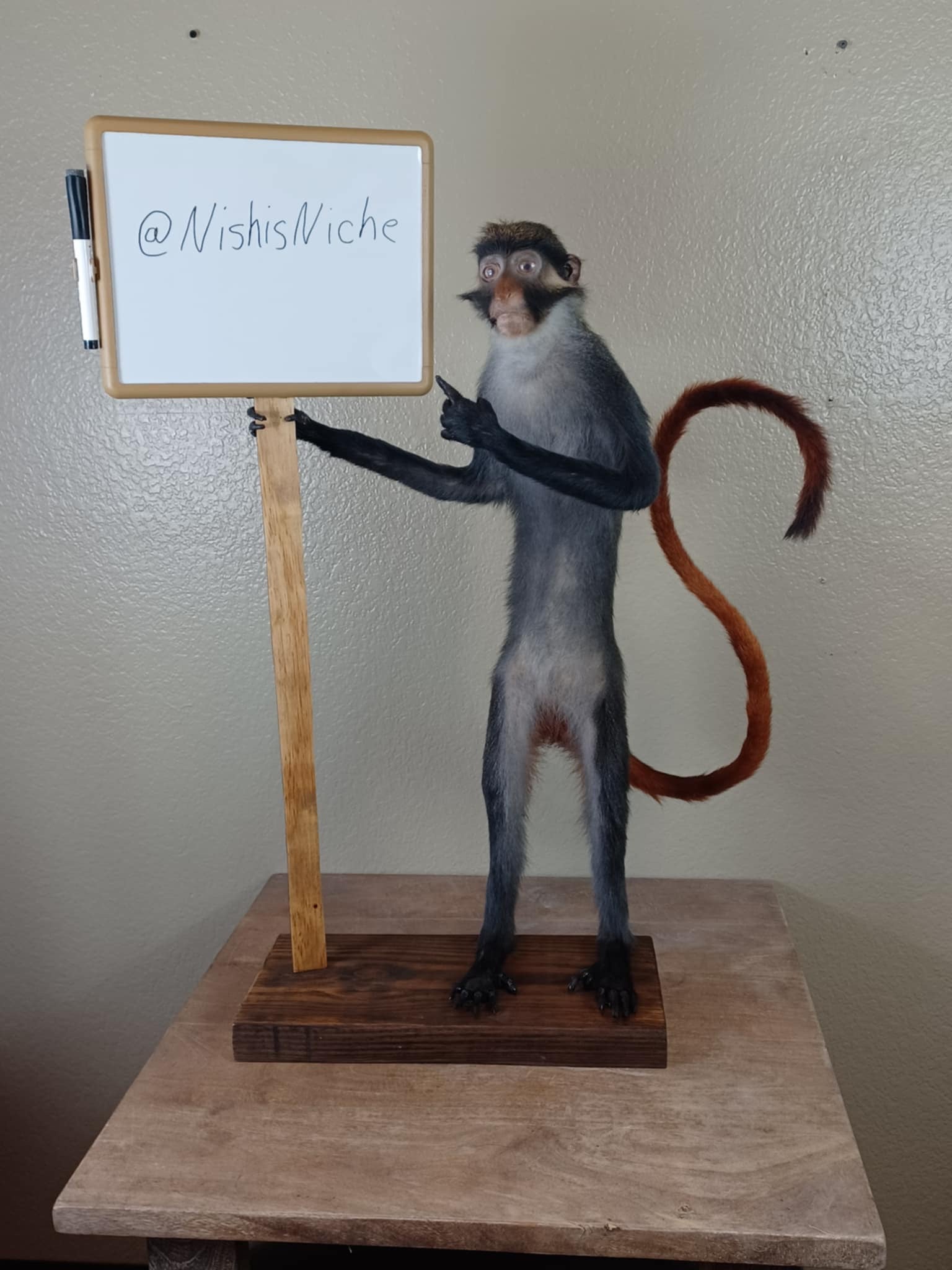 Red eared monkey taxidermy mount