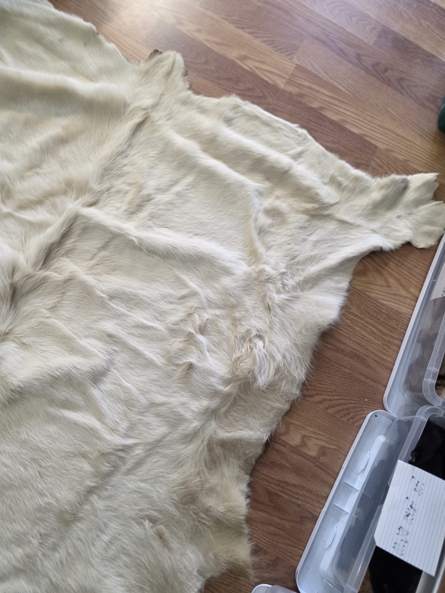FH7829- Premium white Nordic reindeer pelt hide