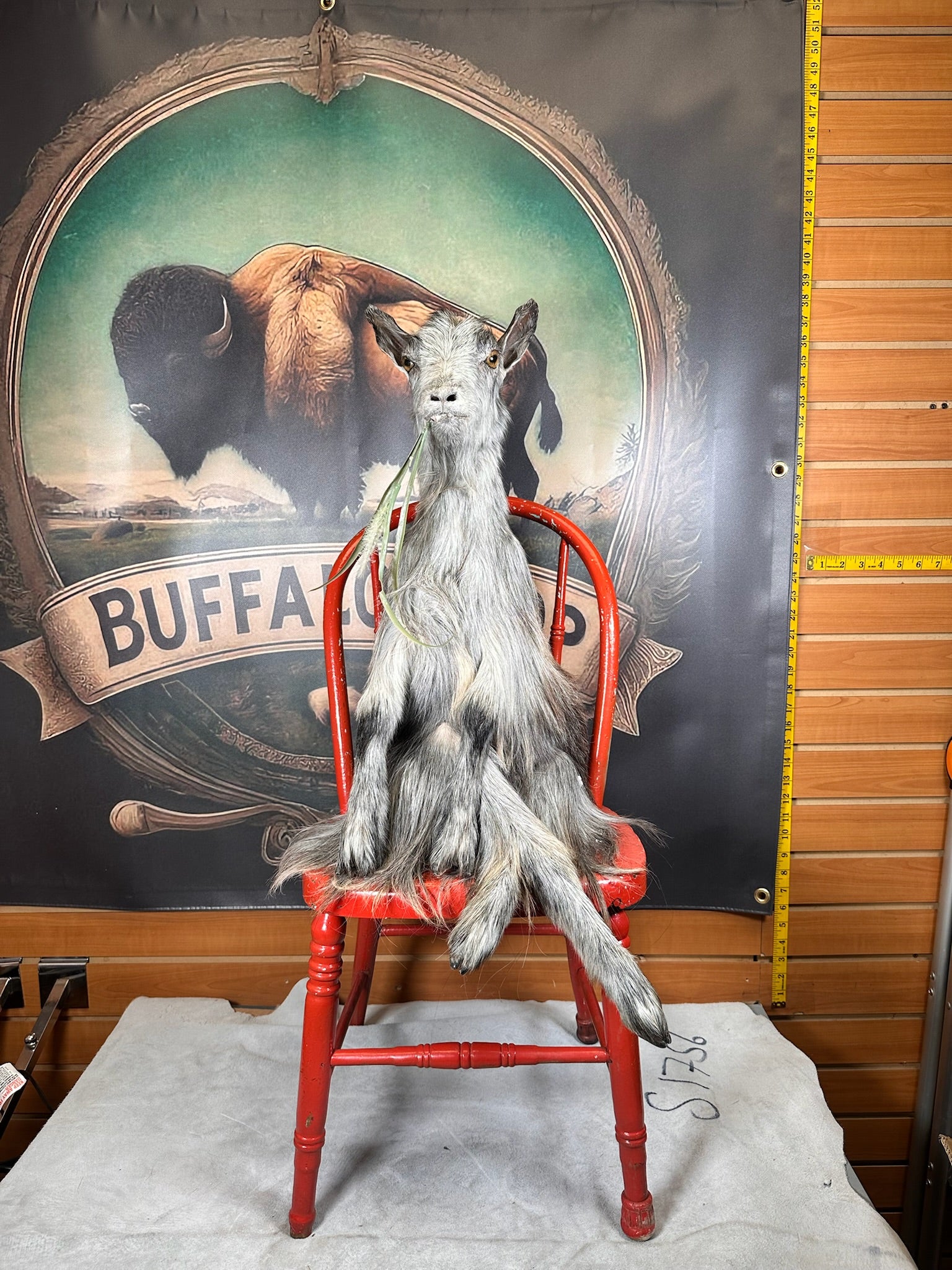 FHGOAT63- beautiful goat taxidermy mount sitting on chair