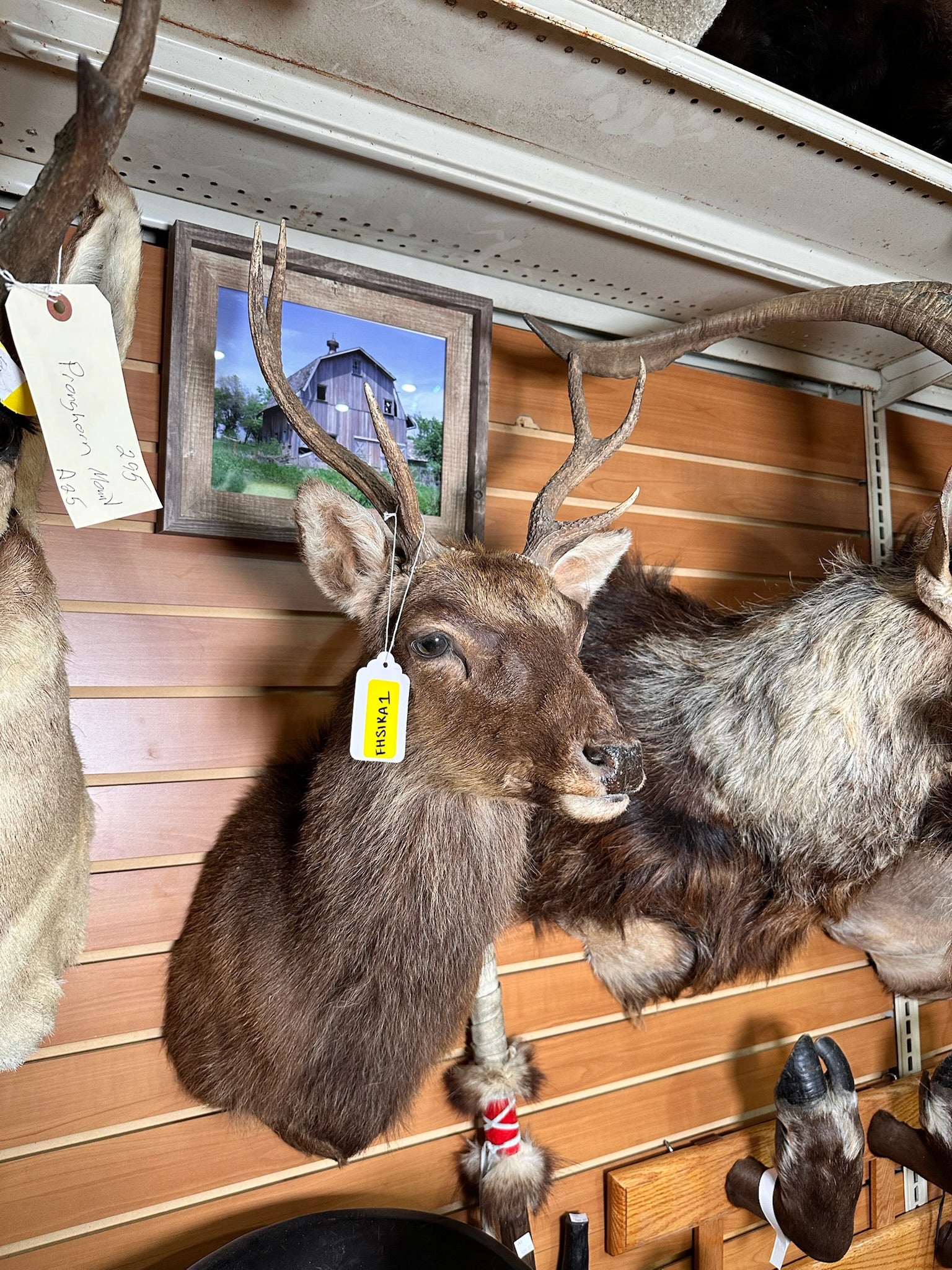 FHSIKA1 - Sika Deer taxidermy shoulder mount