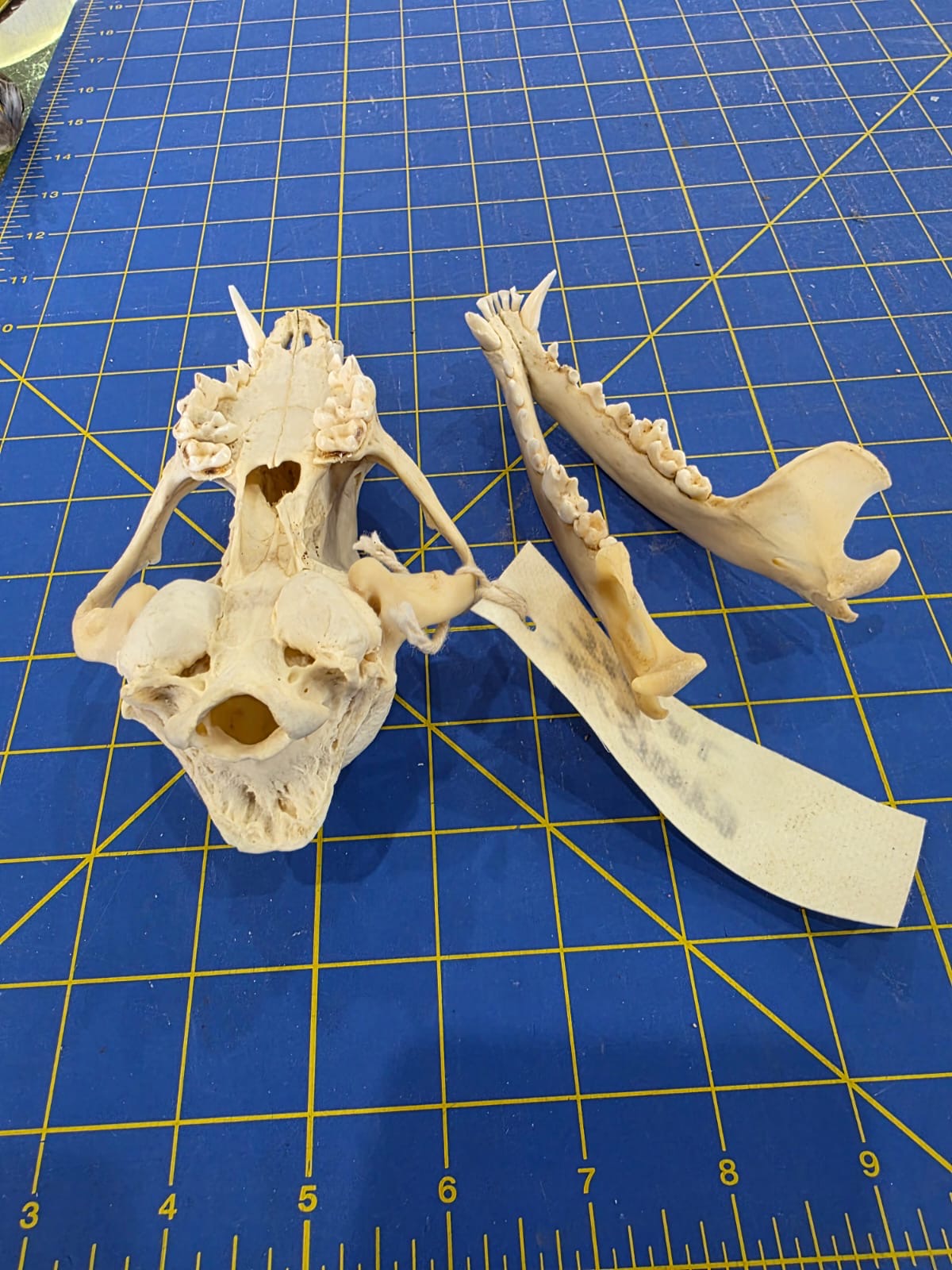 JVN1 - Side Striped Jackal skull