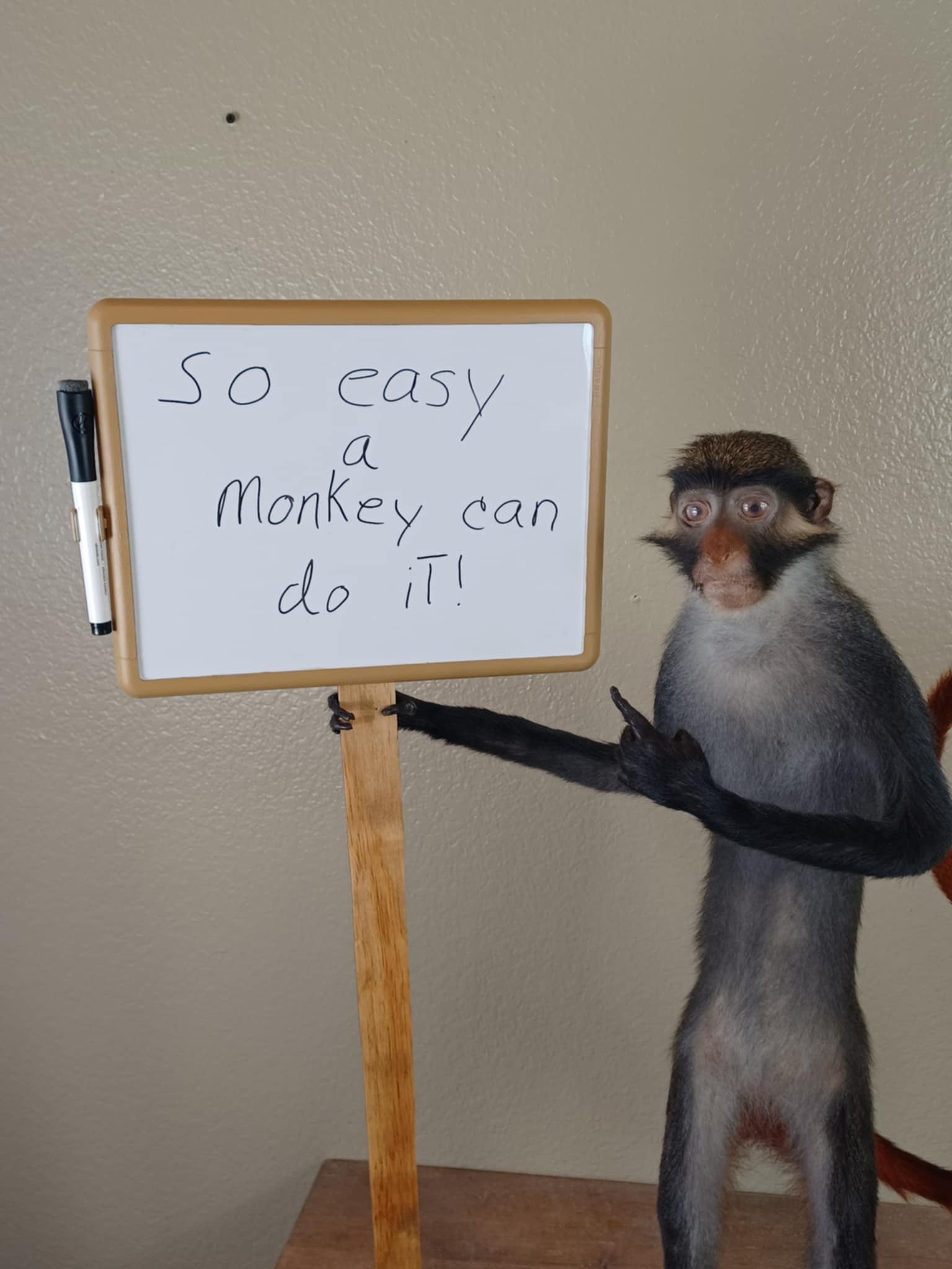 Red eared monkey taxidermy mount