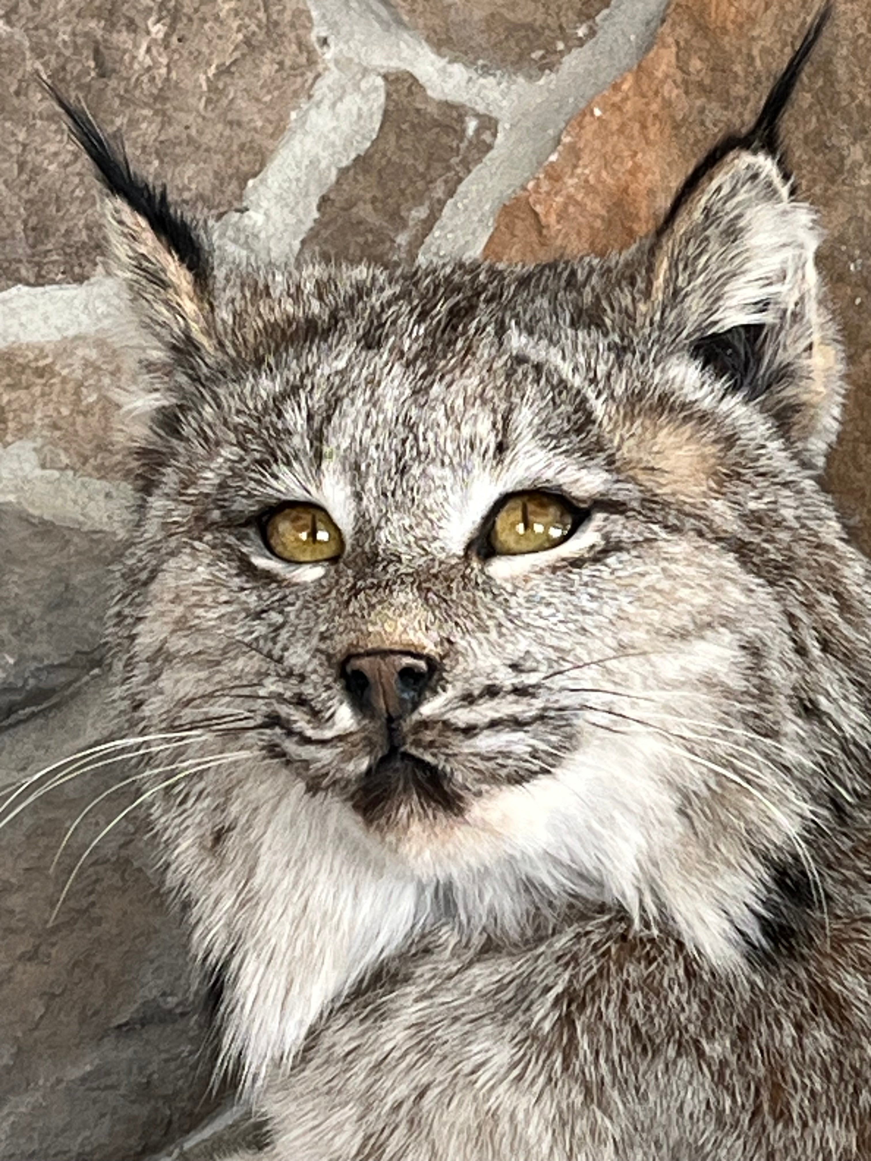 FHWL30 - Alaskan Lynx Taxidermy Full Body Mount Prime Fur