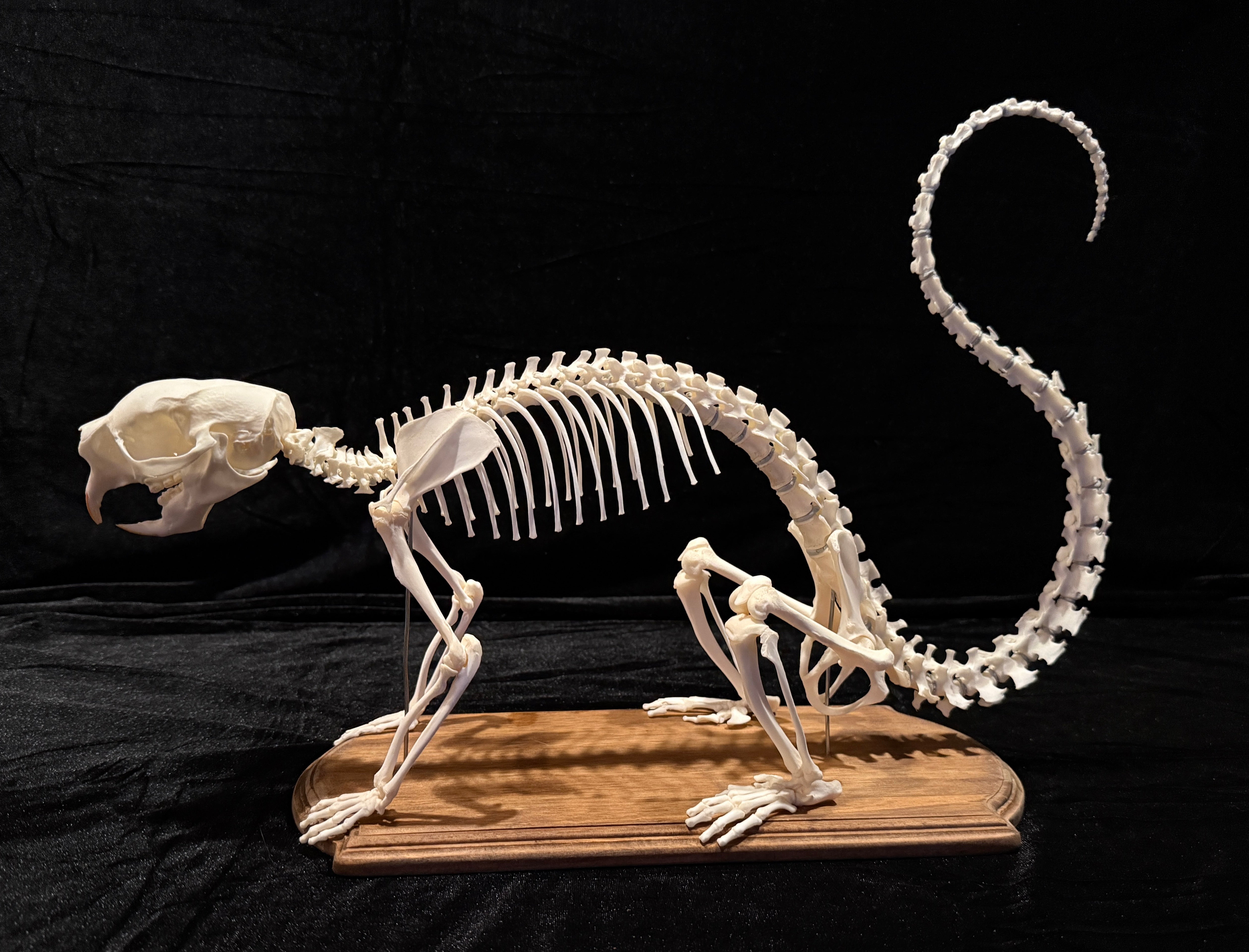 FHDA4 - Real Prehensile-Tailed Porcupine Articulated Skeleton taxidermy