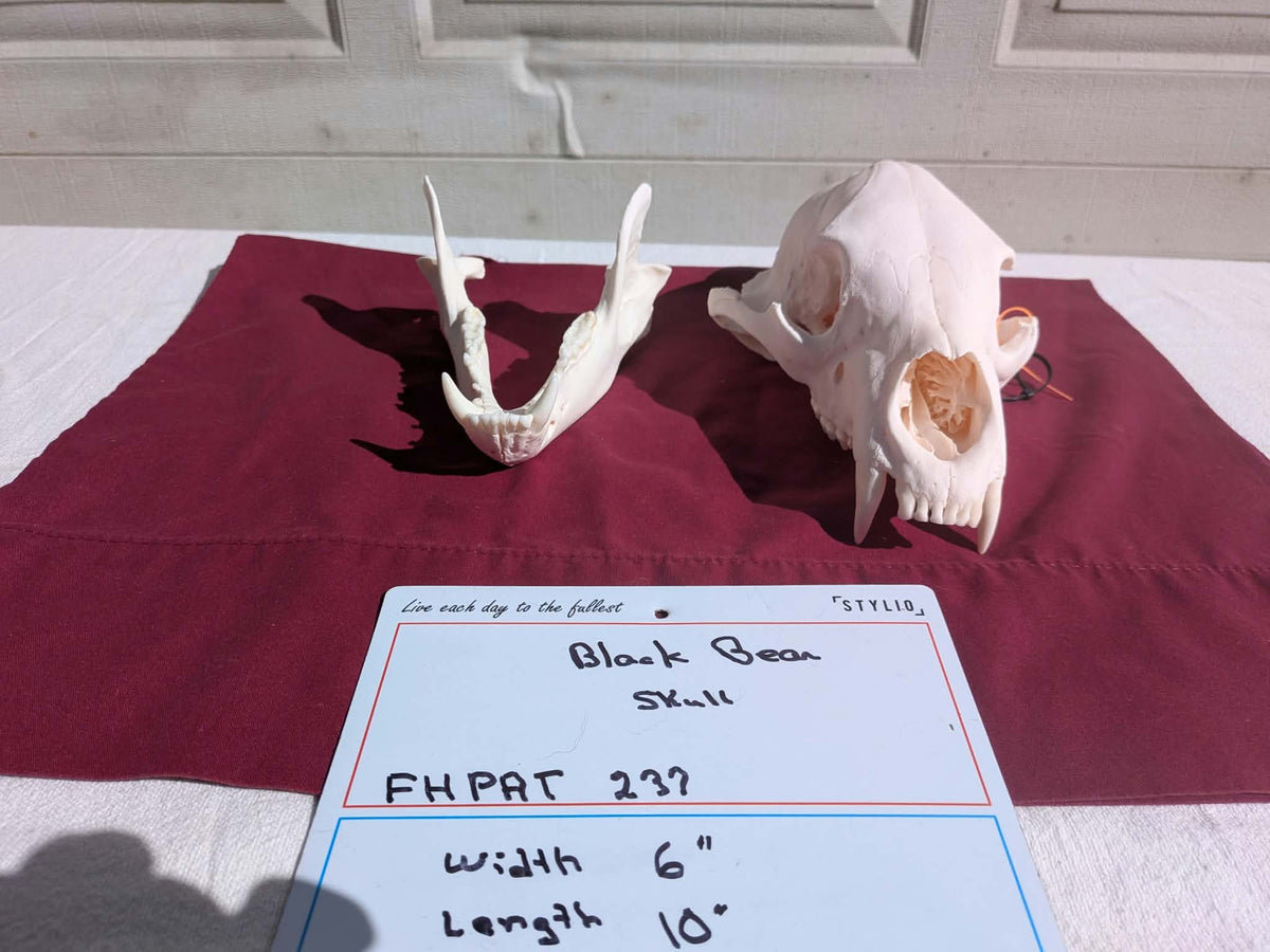 FHPAT237 -professionally cleaned black bear skull