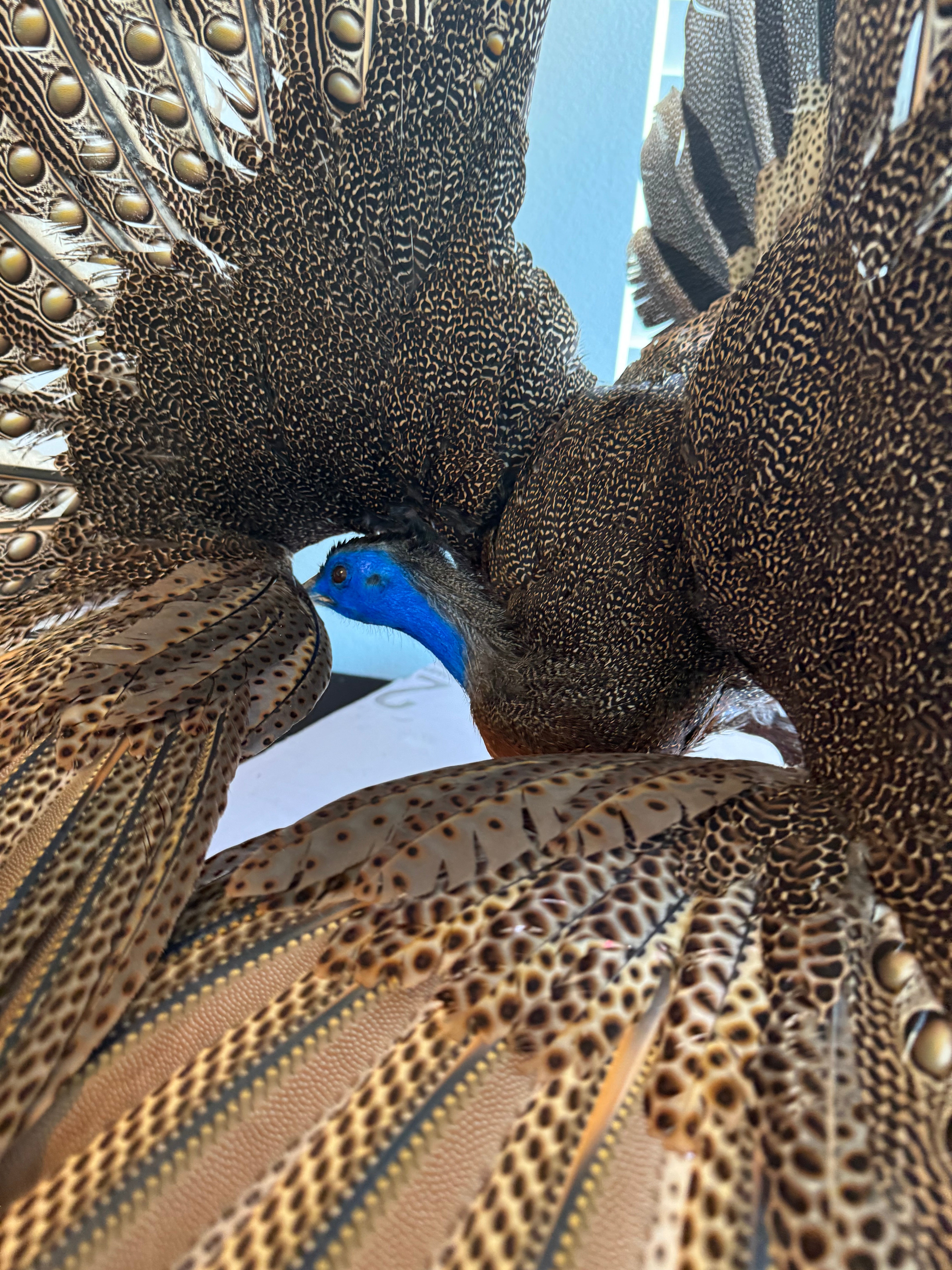 FHKY2 - Museum Quality Male Argus pheasant taxidermy mount
