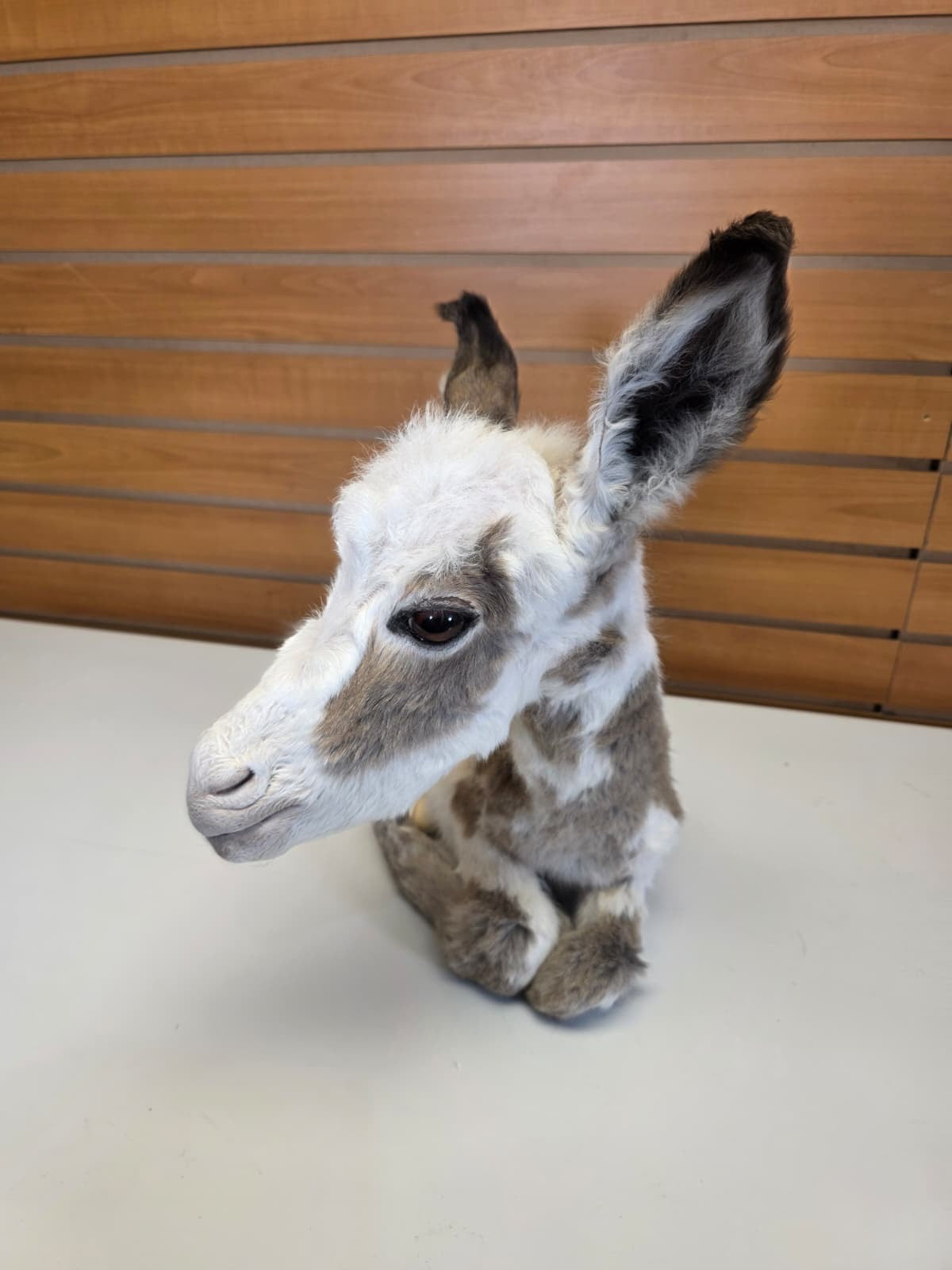 FHDM1 - Rare Real Baby Donkey Taxidermy