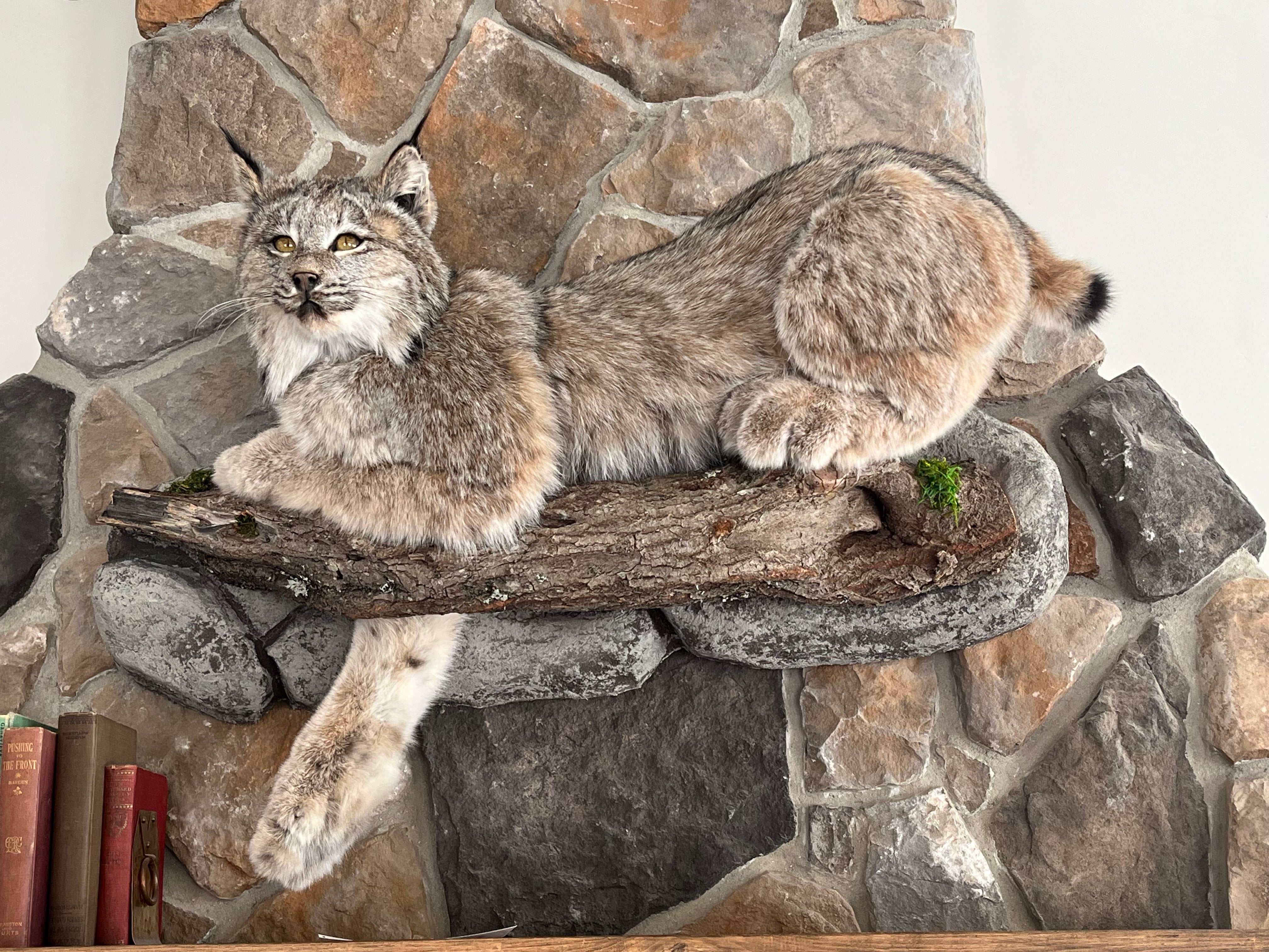 FHWL30 - Alaskan Lynx Taxidermy Full Body Mount Prime Fur