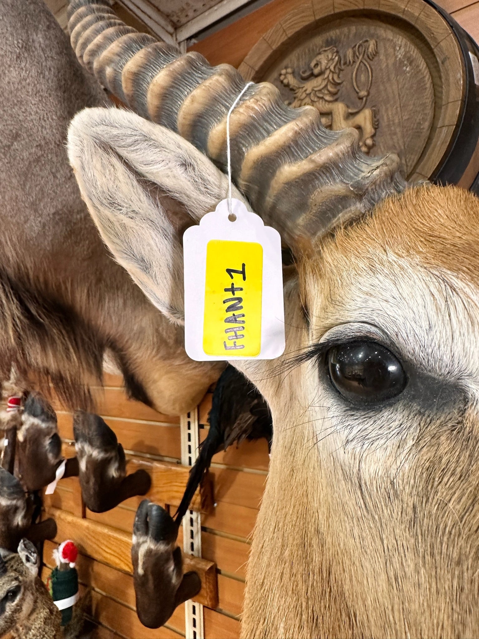 FHANT1 - Lichwe taxidermy wall mount.