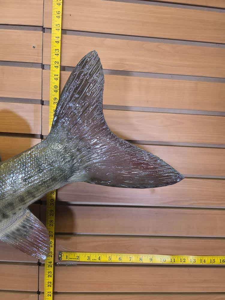 FHCM58 - Real Skin 51” Muskie Fish Taxidermy Wall Mount