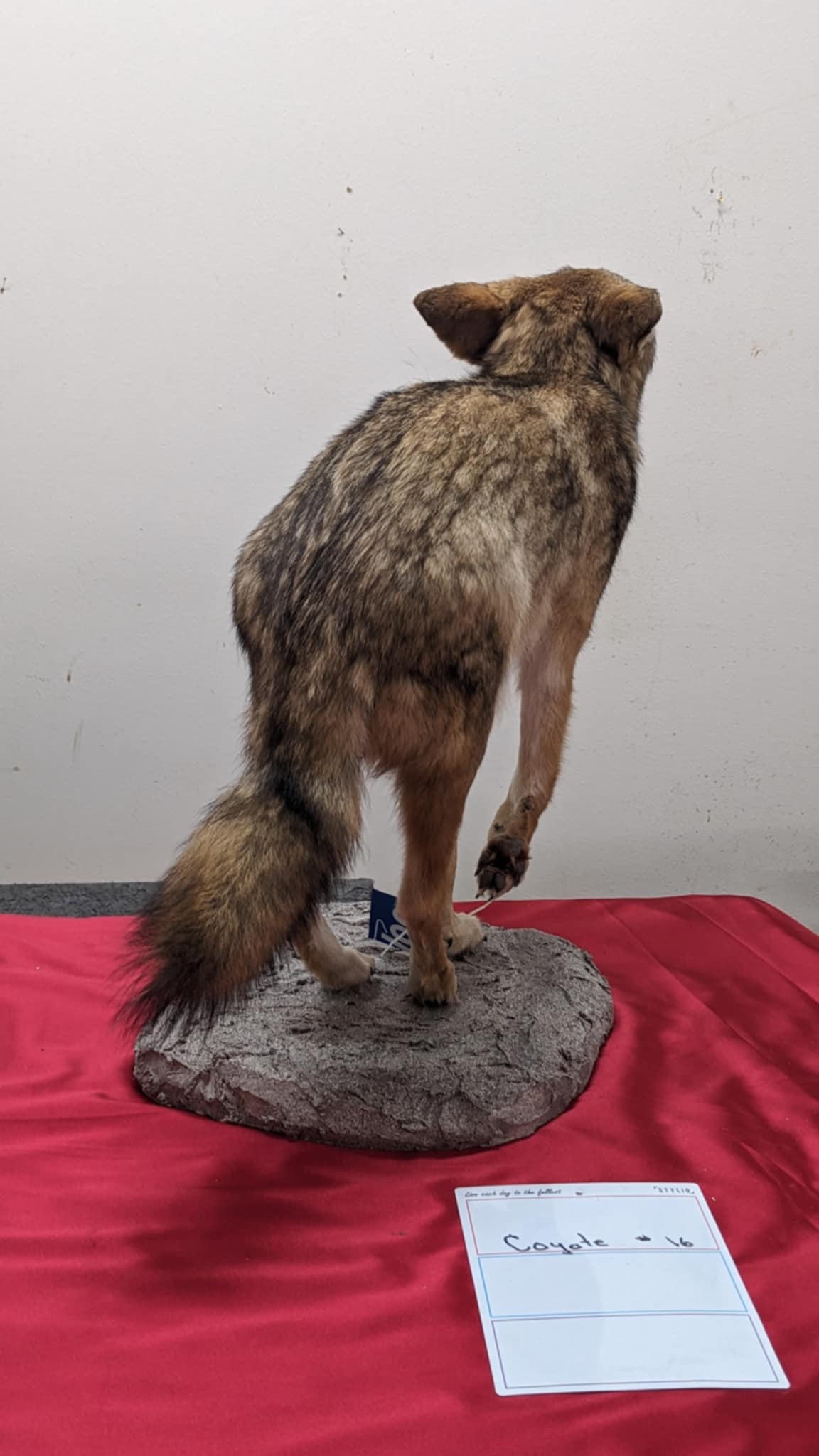 FHPAT5-Coyote full body taxidermy mount