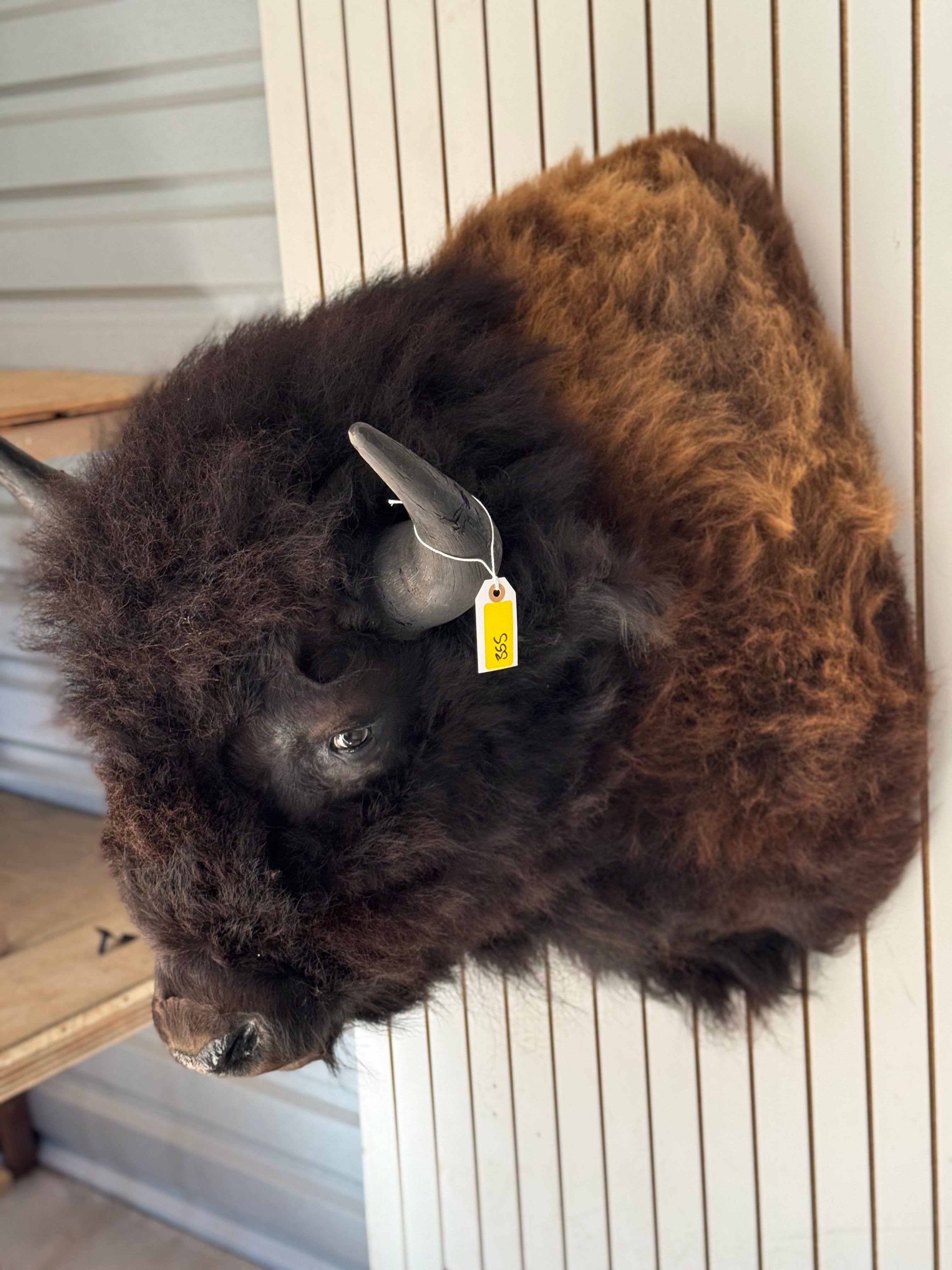FHDAR355-XL Buffalo Taxidermy Shoulder mount Bull