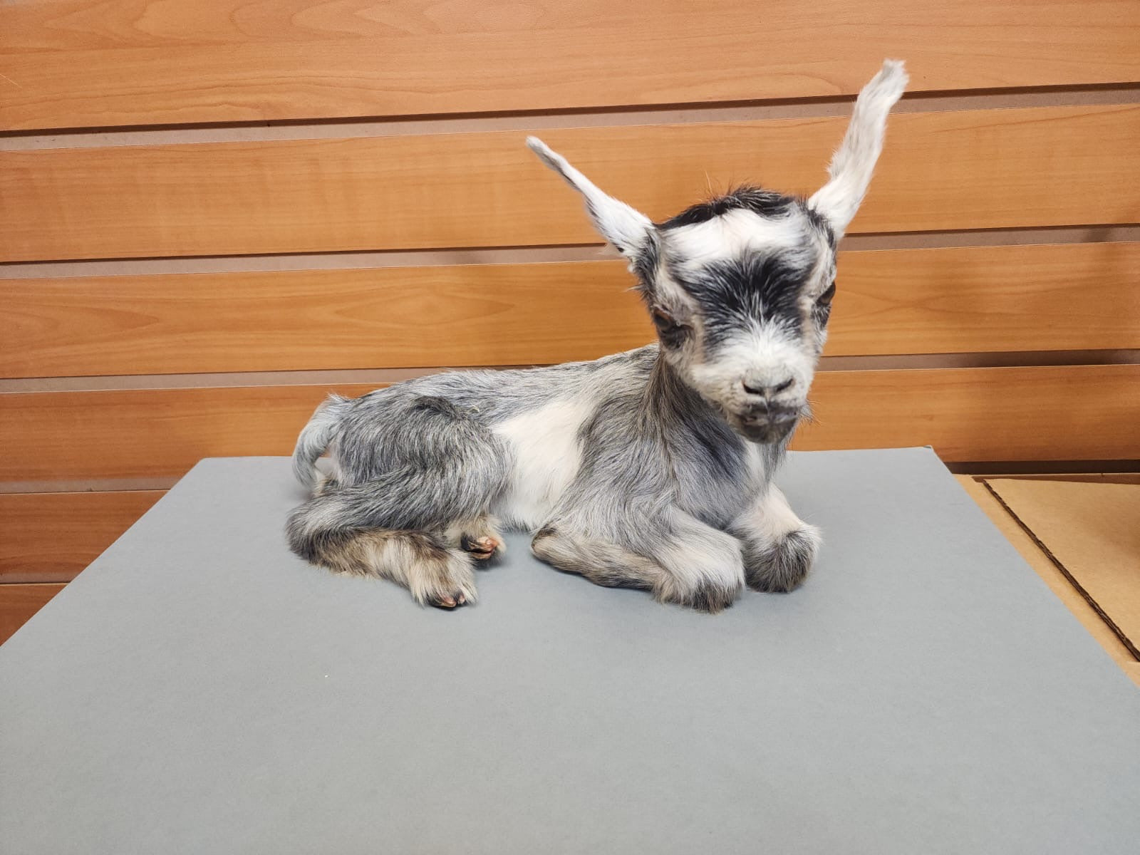 FHGOAT16- Baby goat tiny taxidermy mount free standing