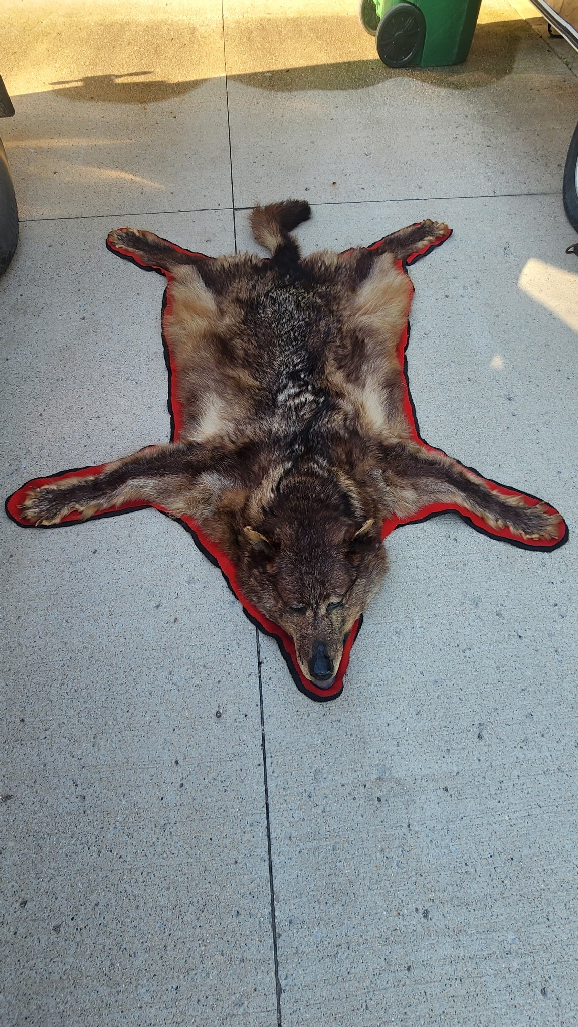 FHBRAD92 - Black Wolf rug taxidermy mount