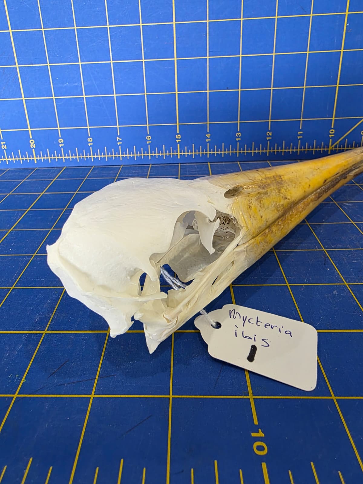 JTV200 - Real Yellow-billed stork Bird Skull Taxidermy