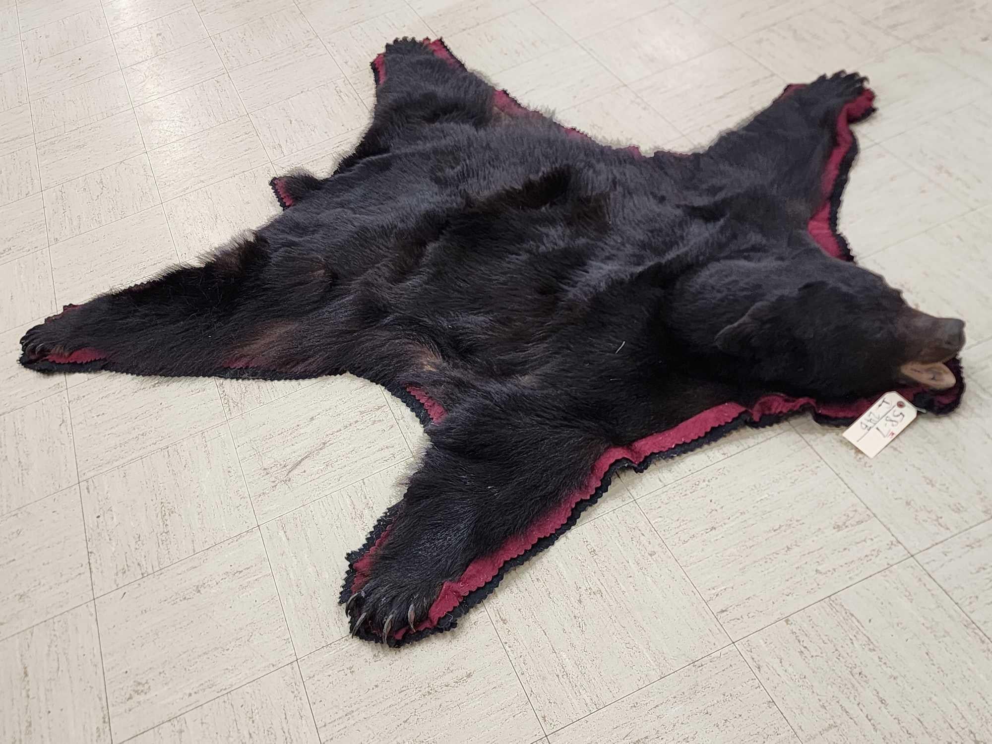 FHCM50 - premium Black Bear Rug Taxidermy