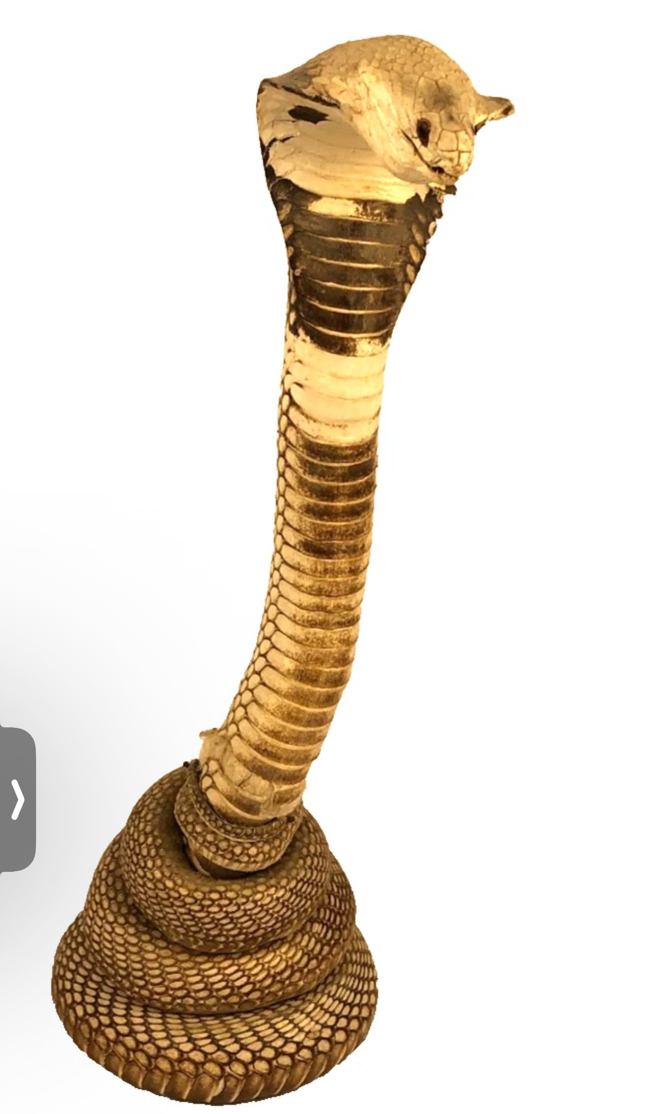 FHEB0814 - Cobra Snake Taxedermy  10.25" Tall Monocled