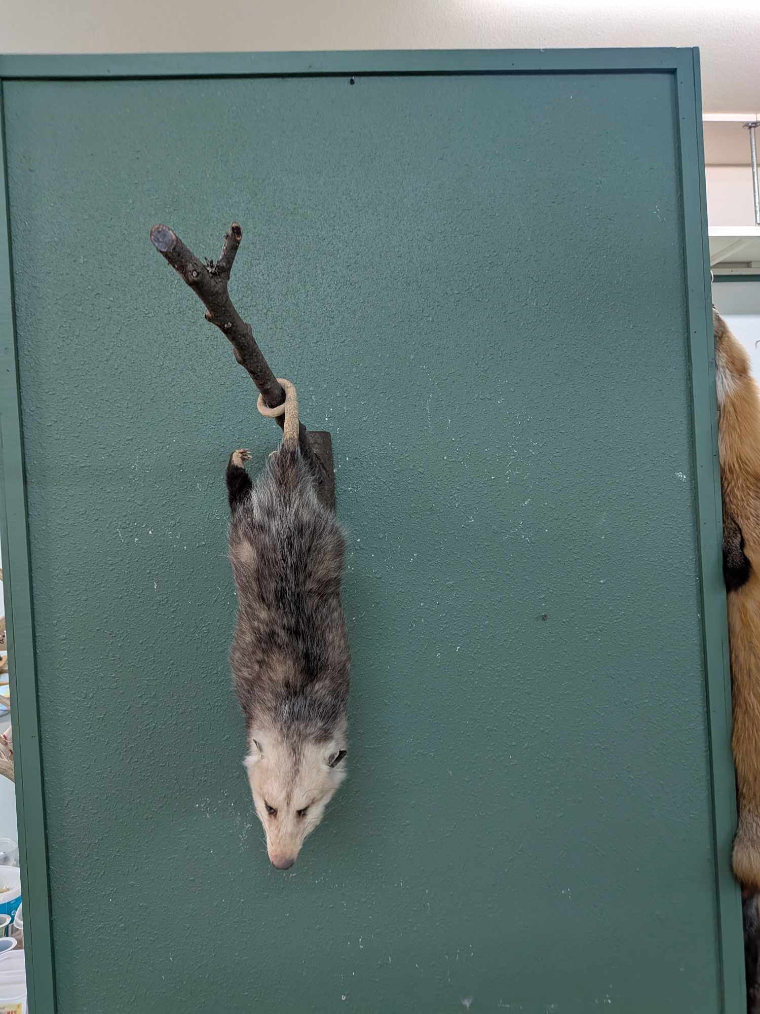 FHPATP133 - Hanging Possum taxidermy mount