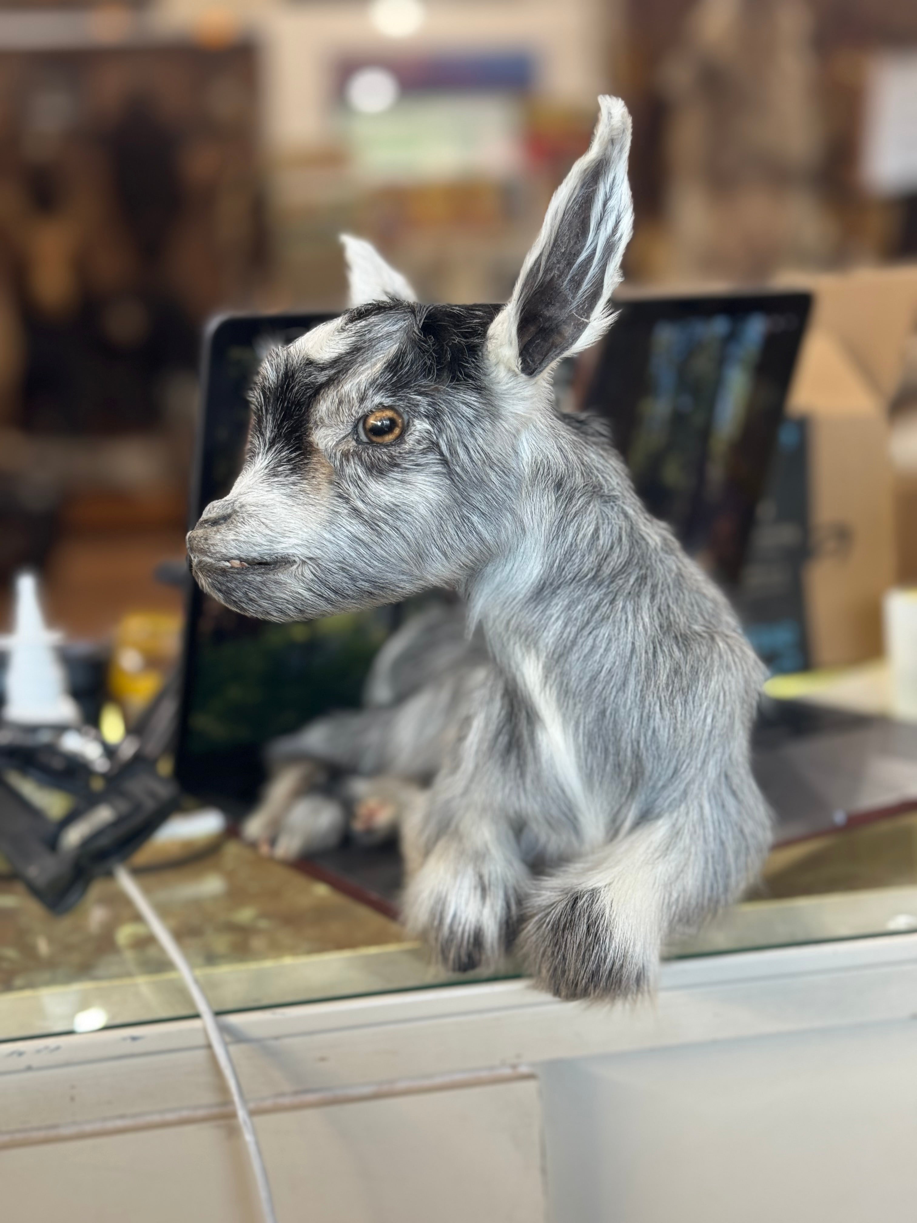 FHGOAT16- Baby goat tiny taxidermy mount free standing