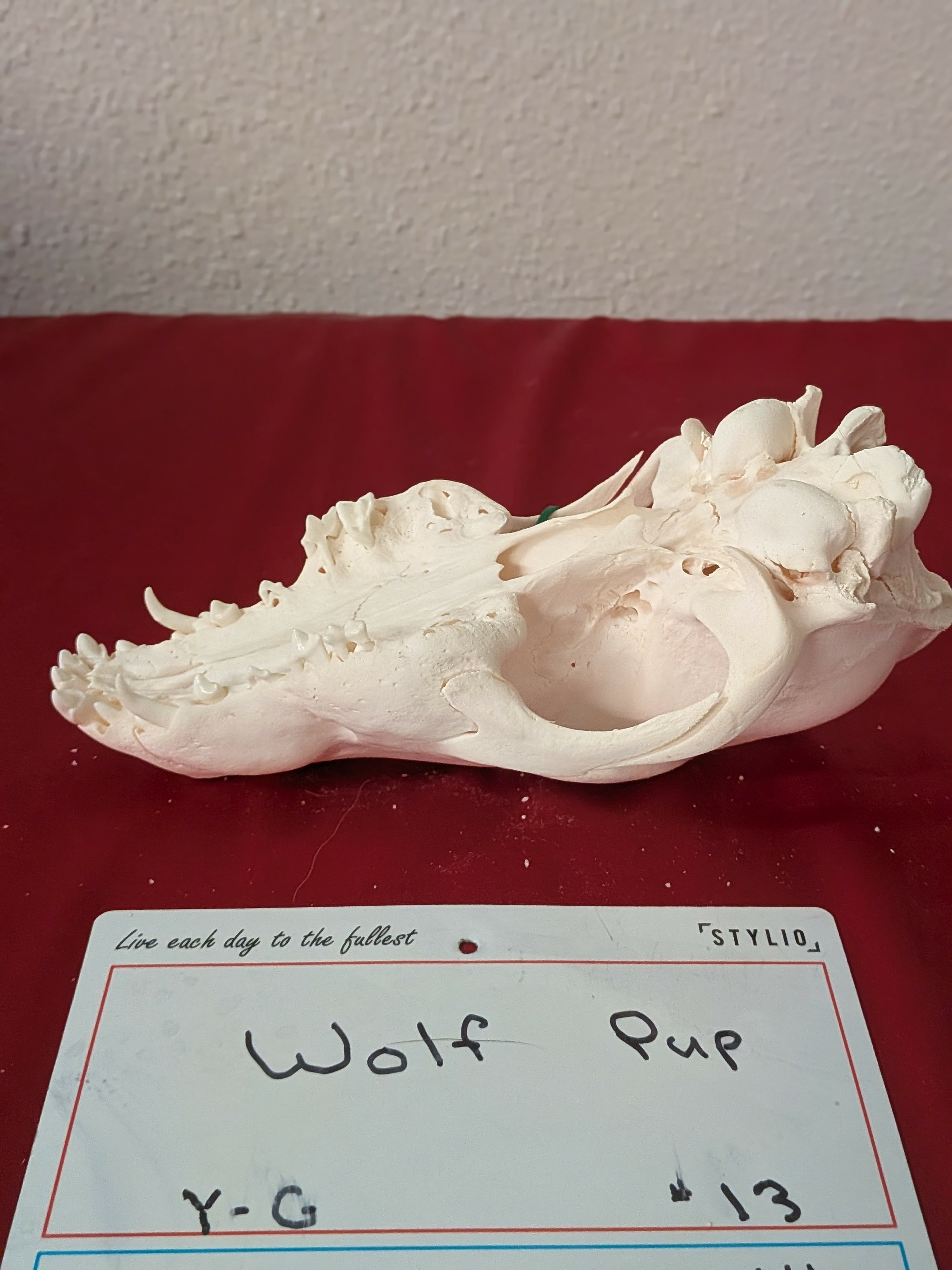 FHSUZW13 - Wolf Pup Skull Perfect Teeth