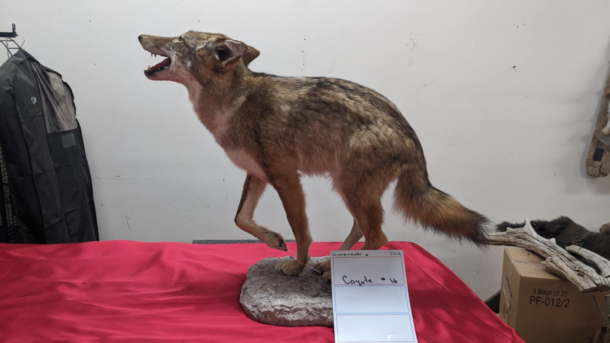 FHPAT5-Coyote full body taxidermy mount