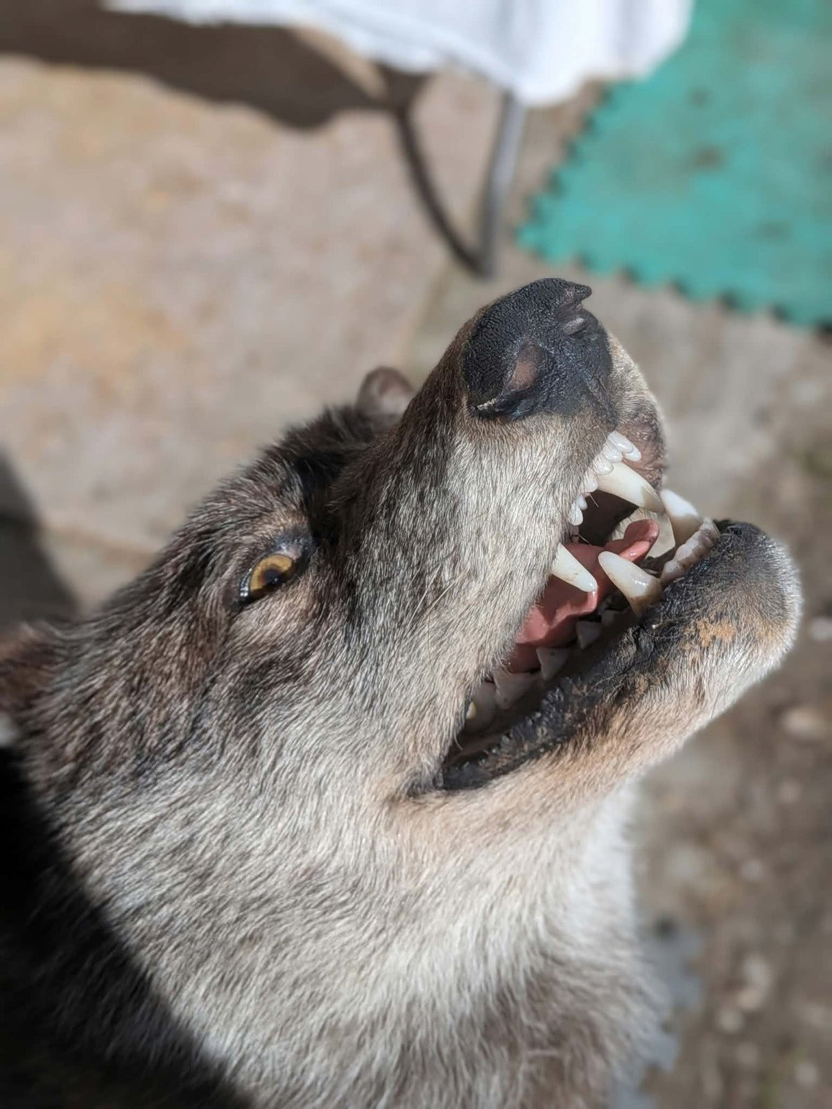 FHPAT247- Beautiful Alaskan Wolf Lifesize Taxidermy Mount