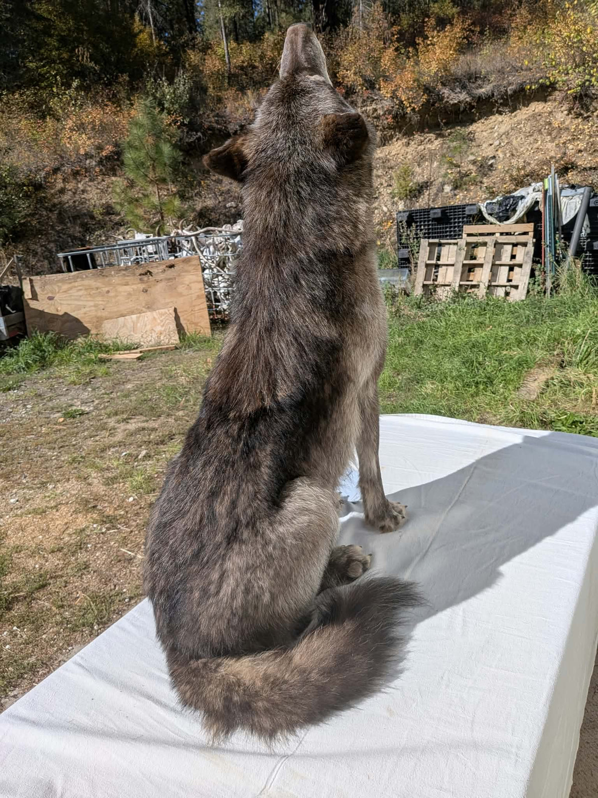FHPAT247- Beautiful Alaskan Wolf Lifesize Taxidermy Mount