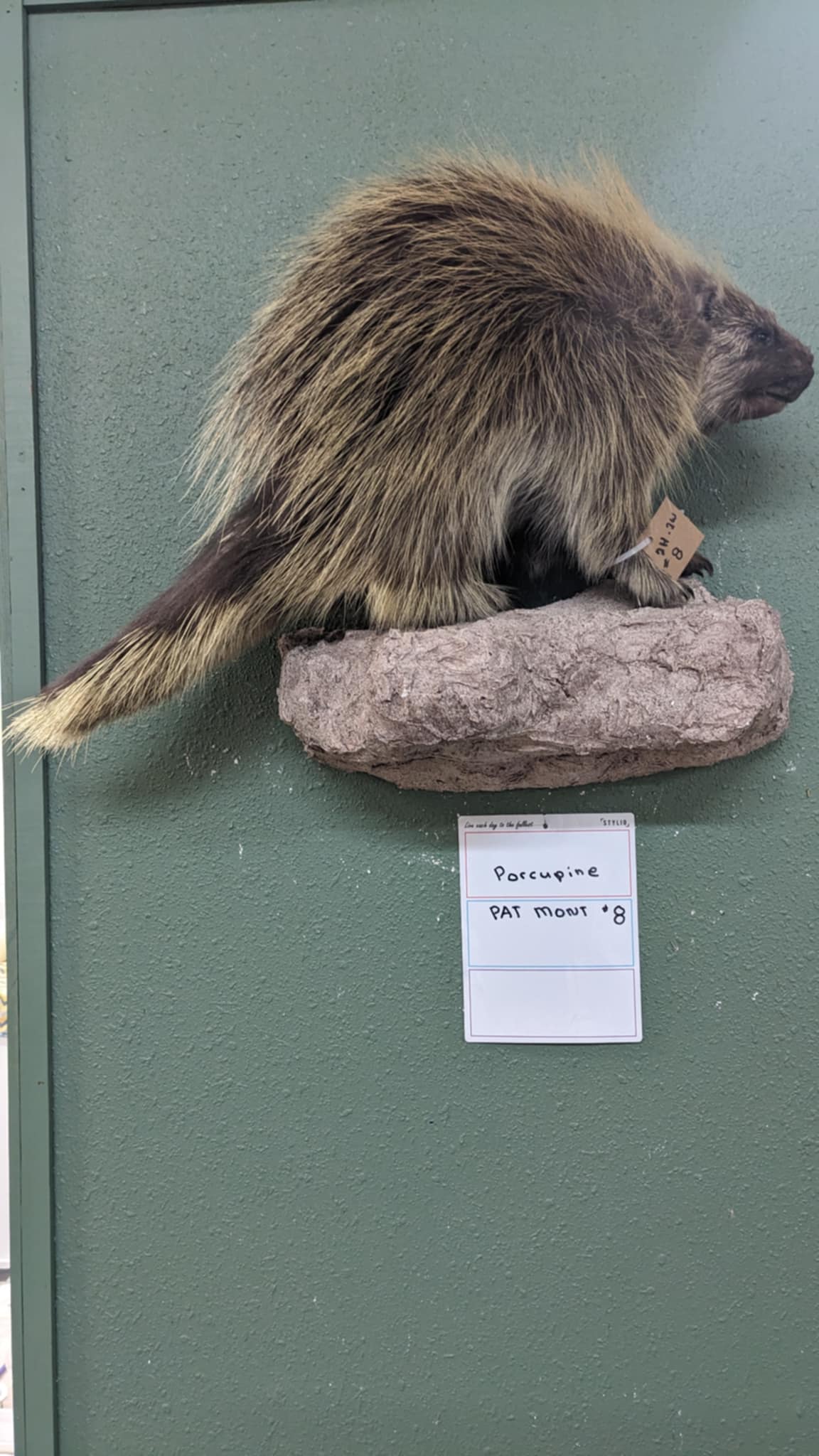 FHPAT8-premium porcupine taxidermy wall mount